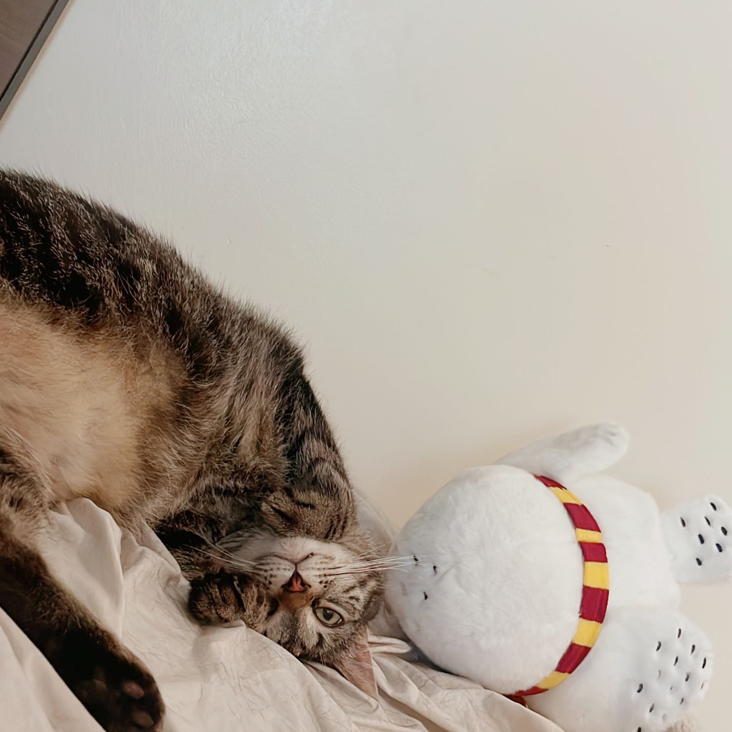 kitty 