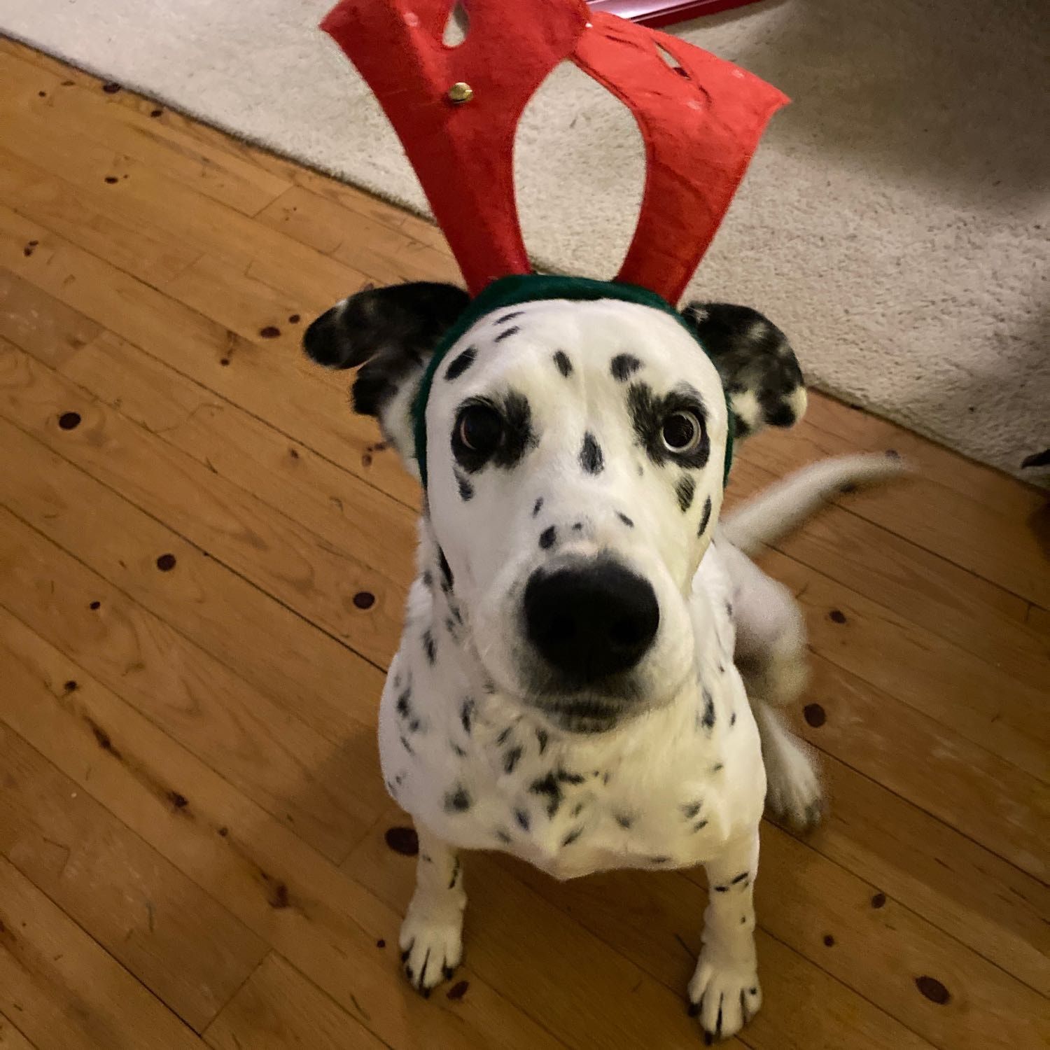 pongo
