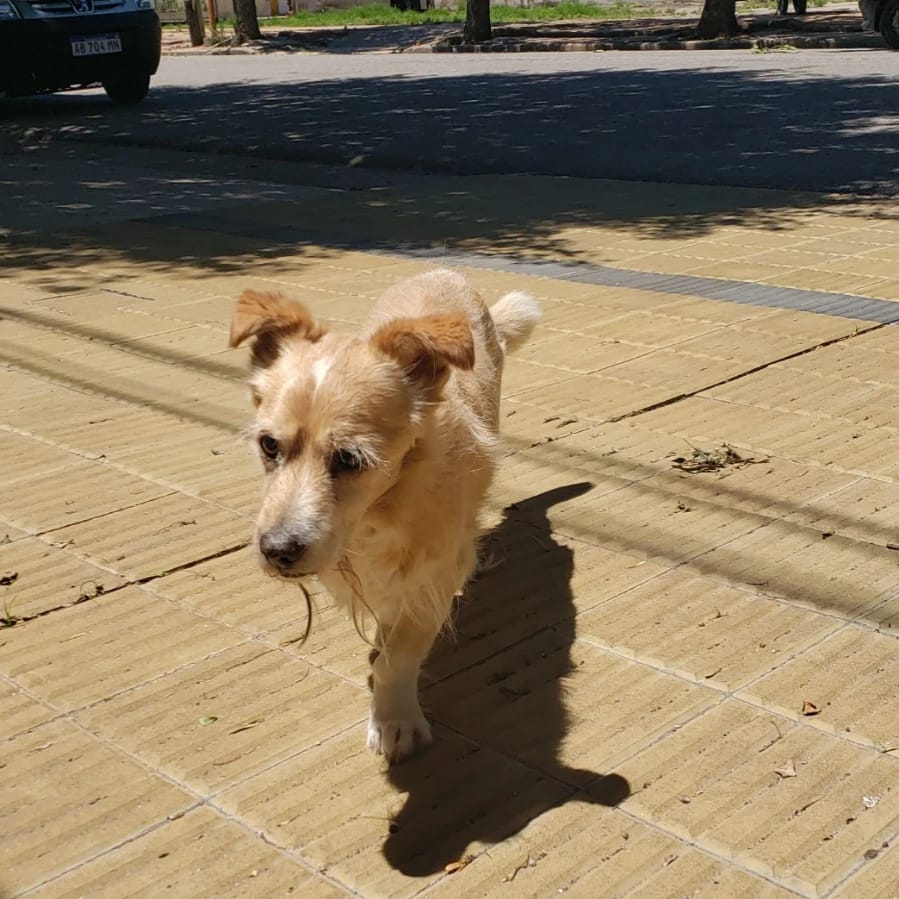 Lucas