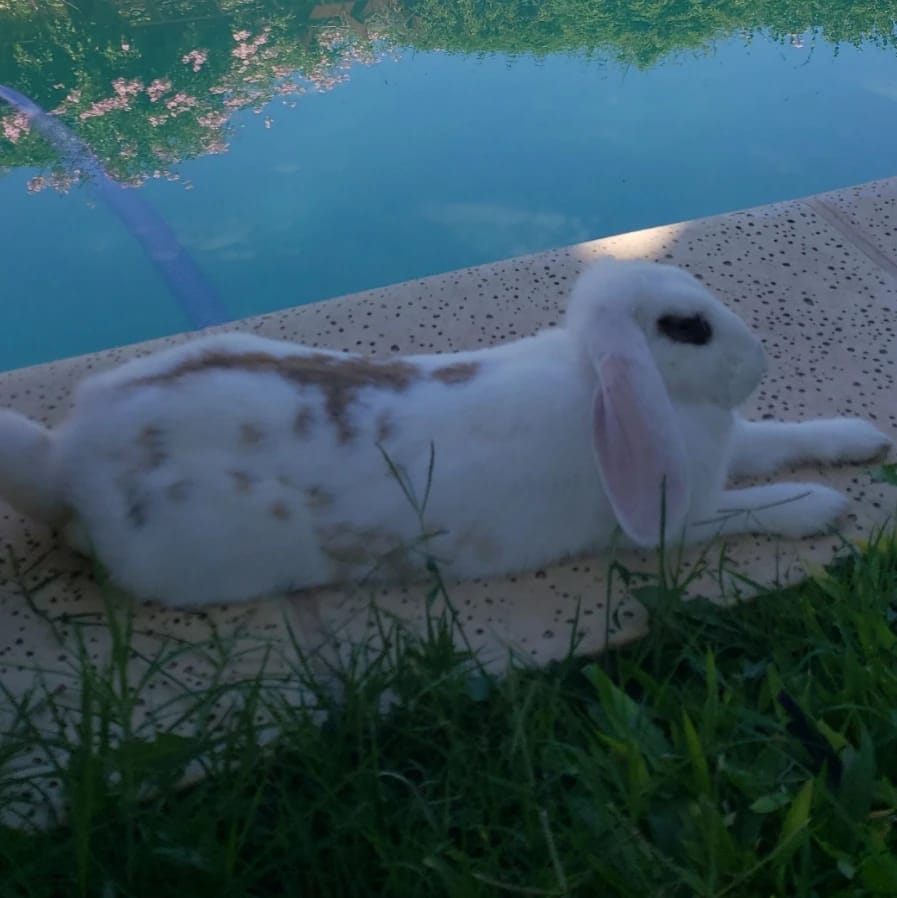 Bapsy