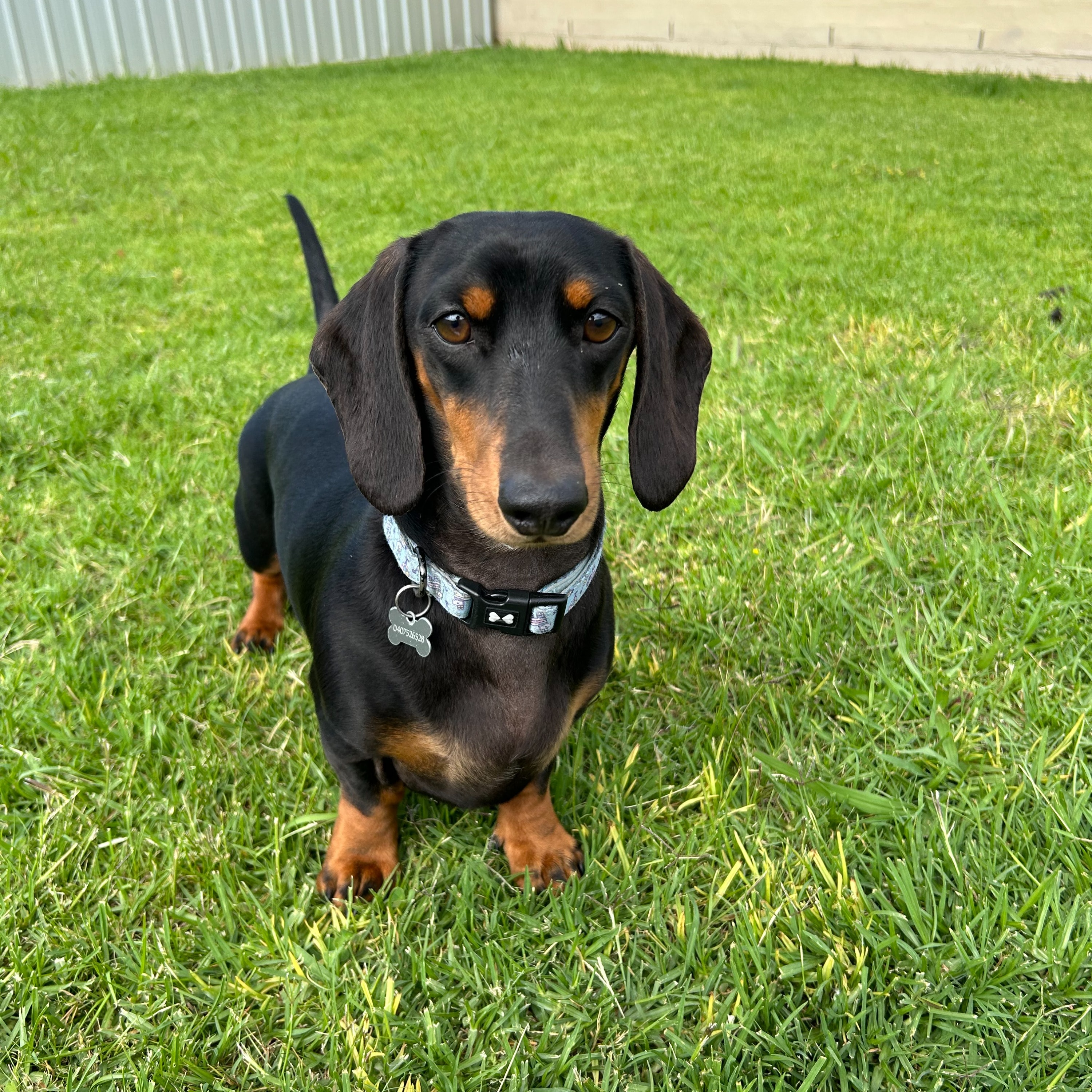 Max Louis Murphy