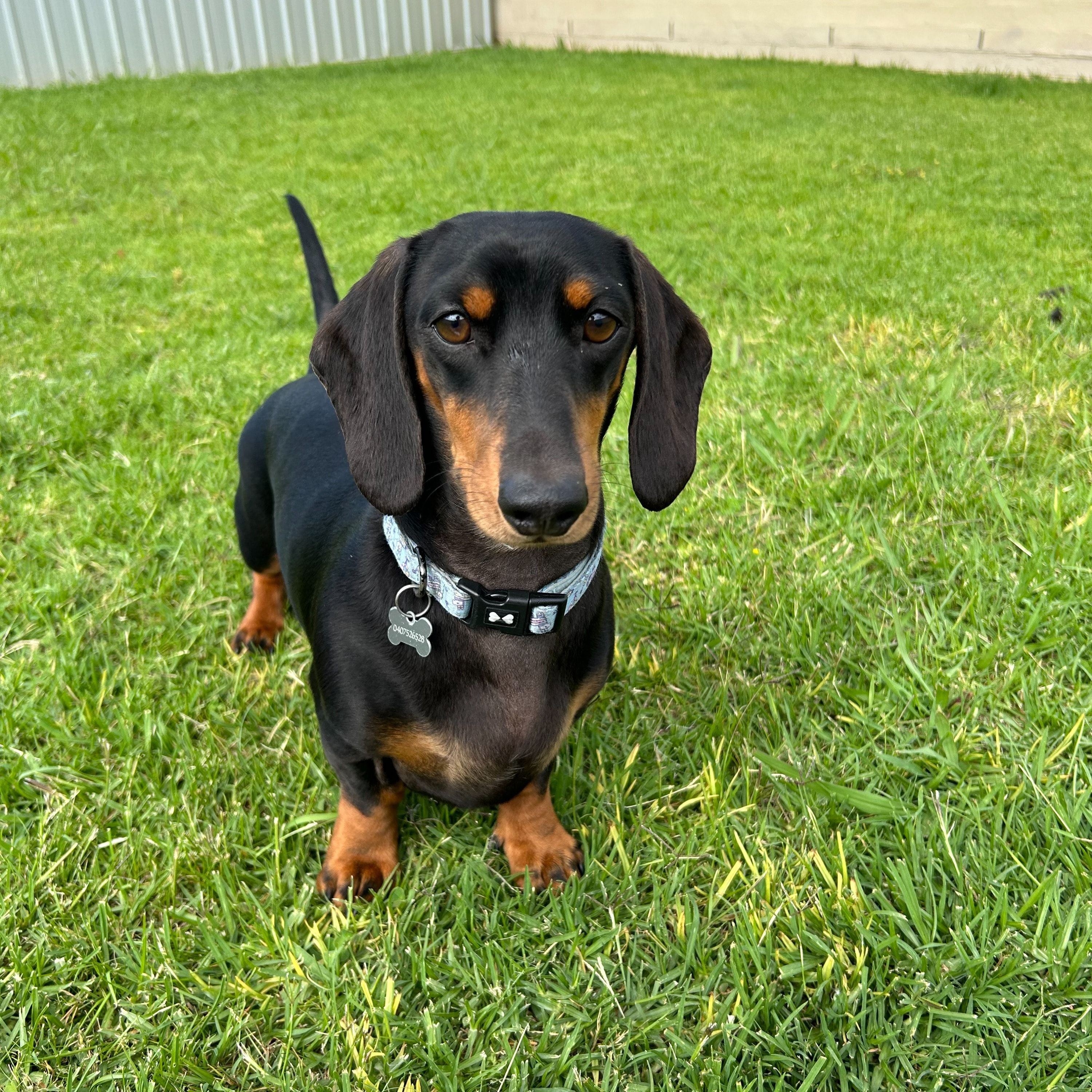 Max Louis Murphy