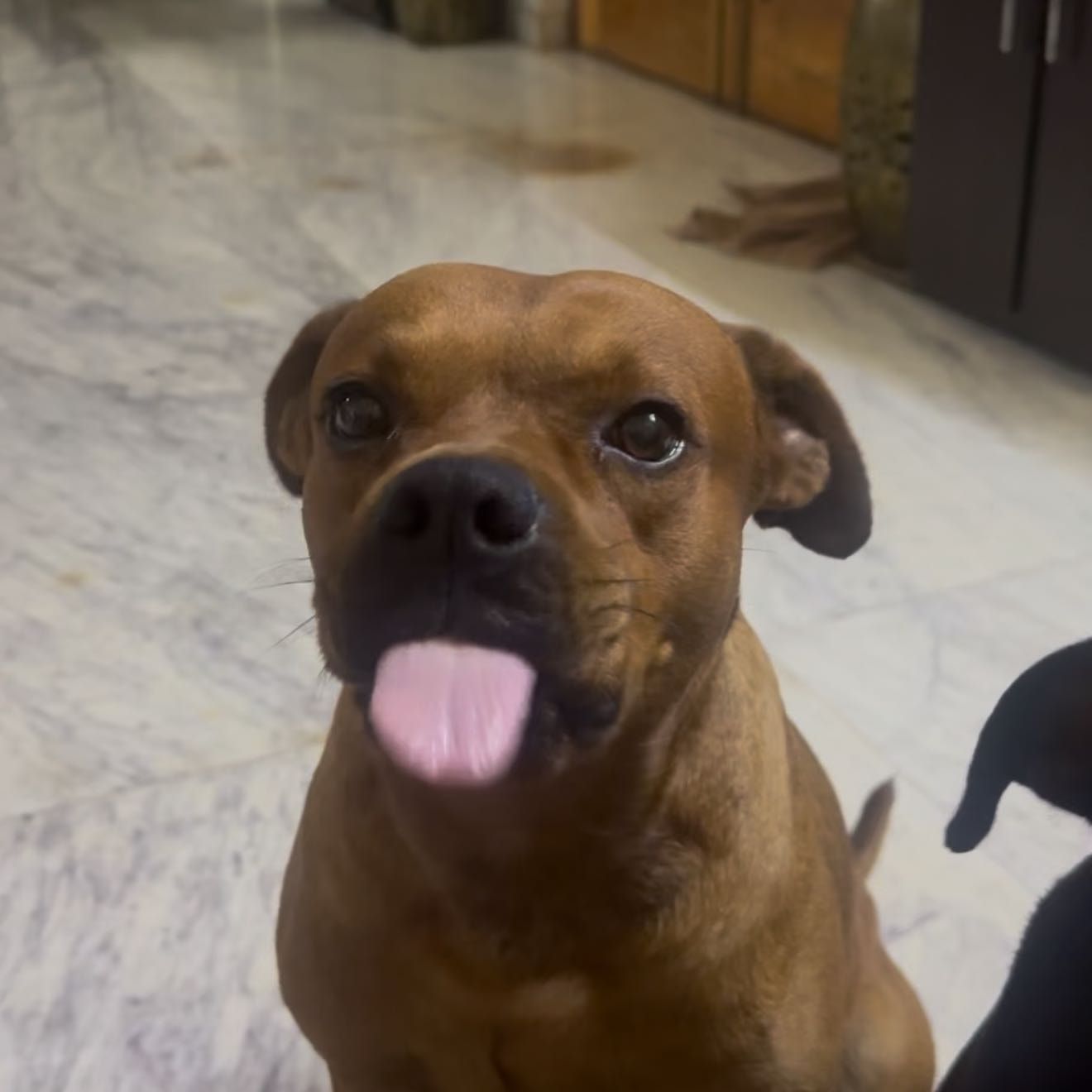 Scooby