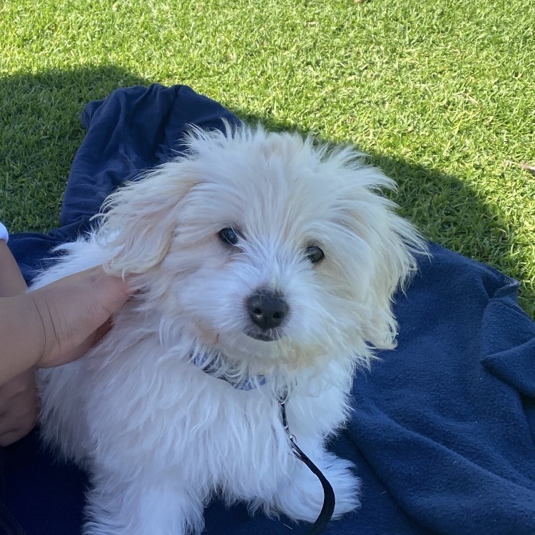 Marley