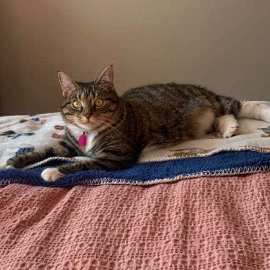 Nibbins (Thumbalina) 