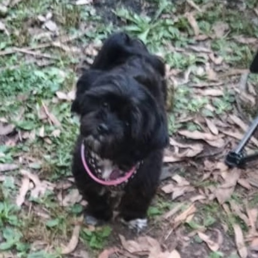 Pippa