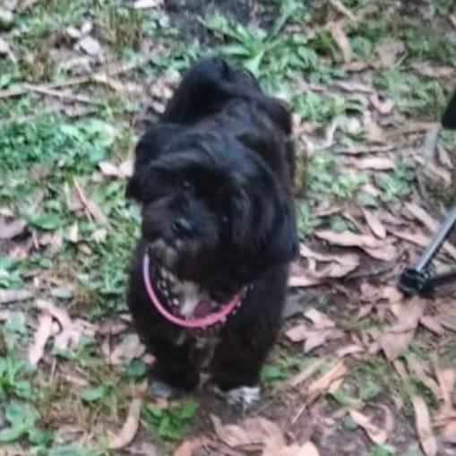 Pippa