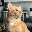 Louie