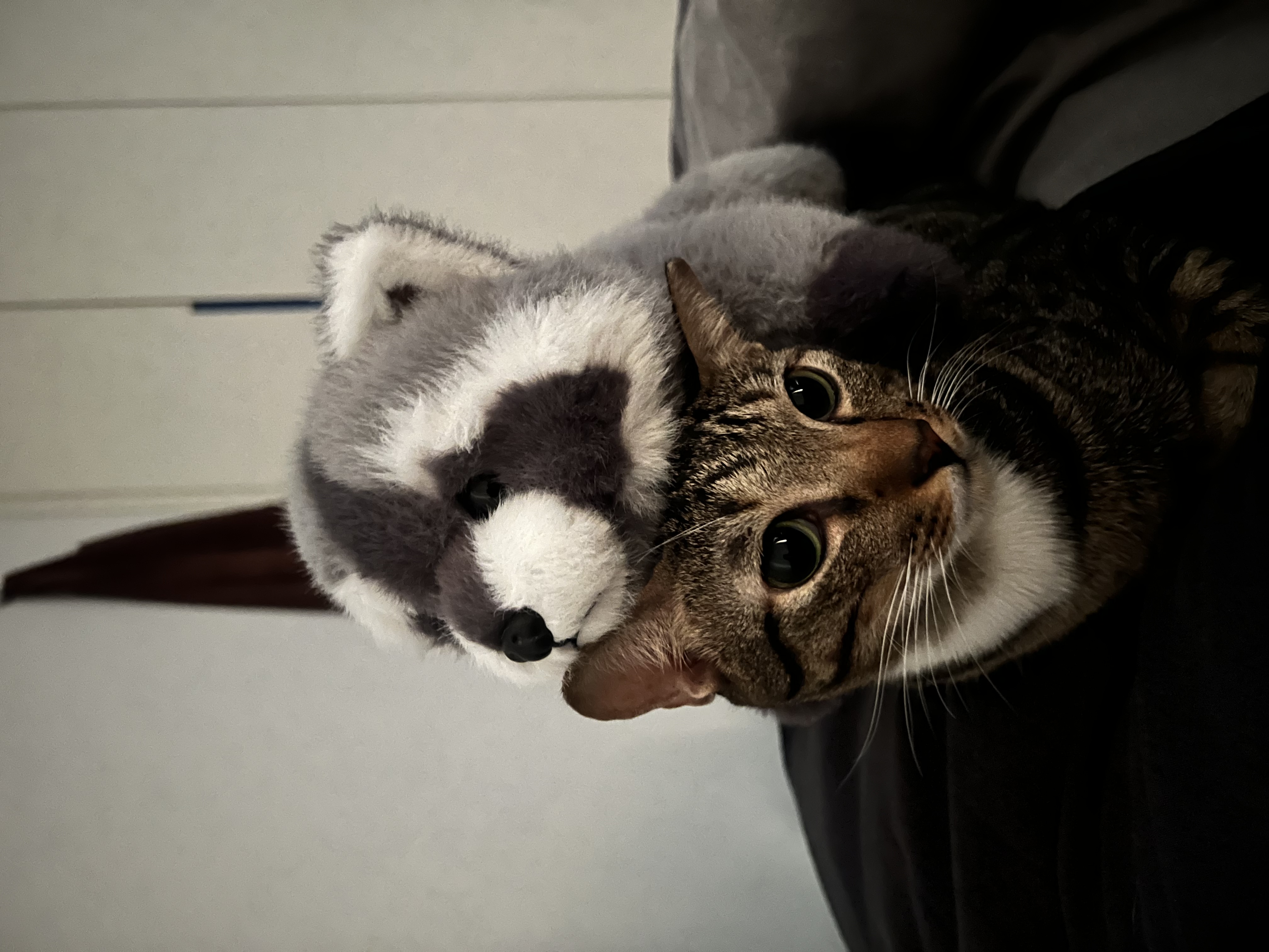 image-9