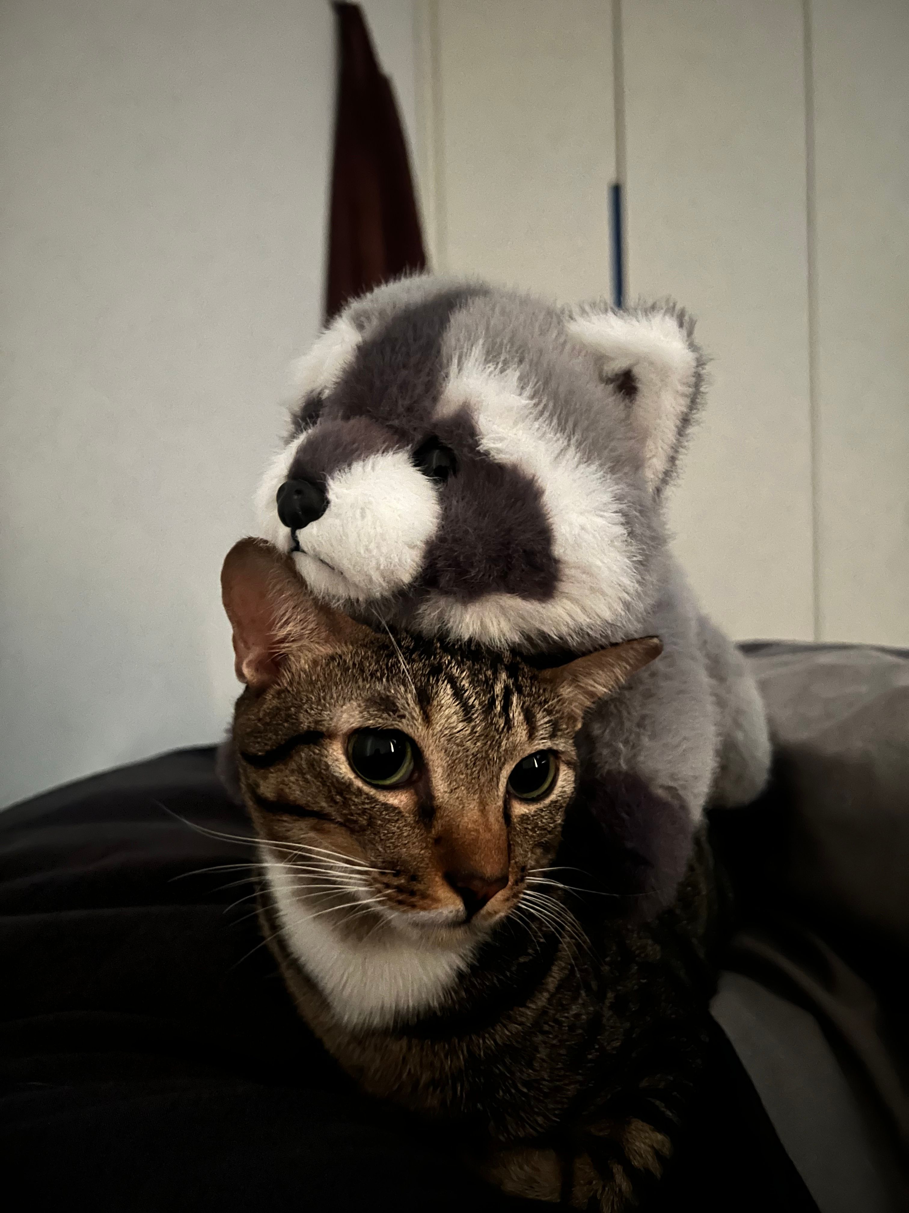 image-9
