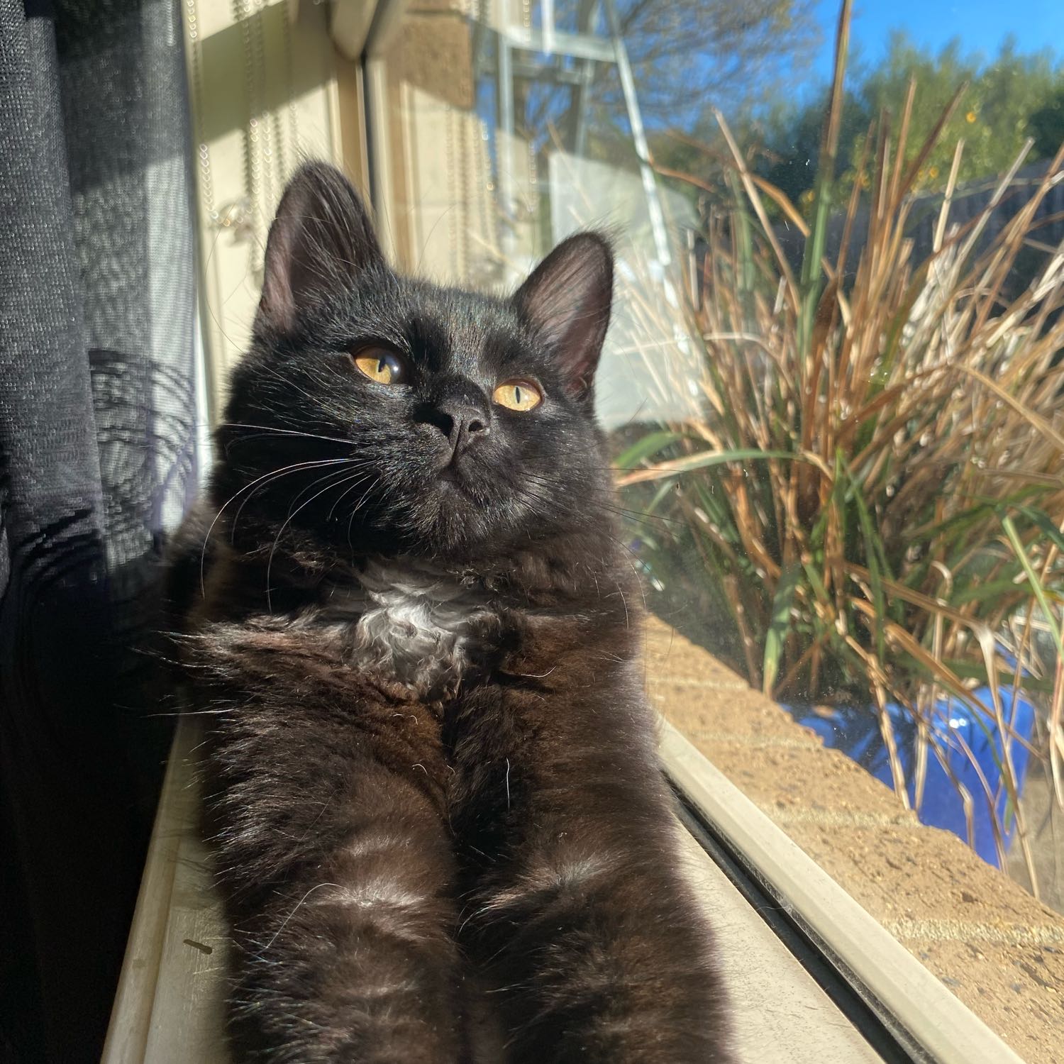 coco Chanel 