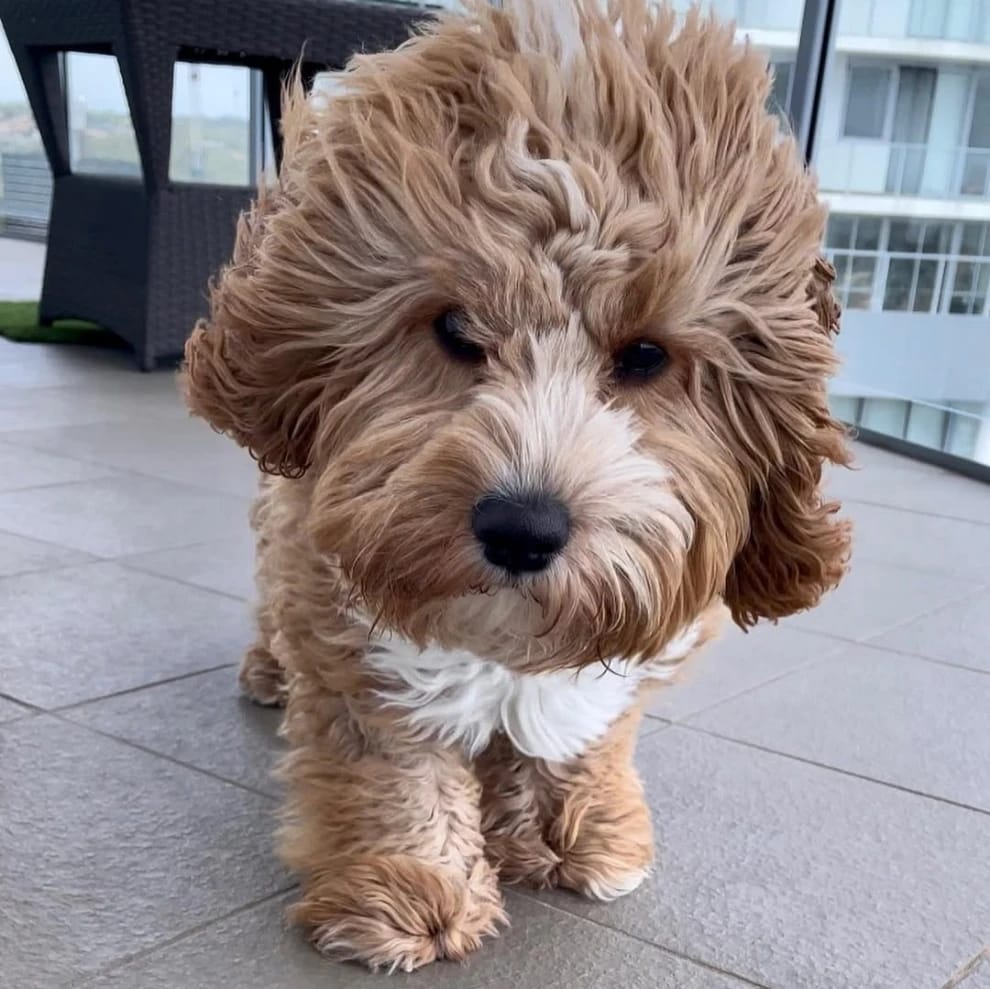 Milo