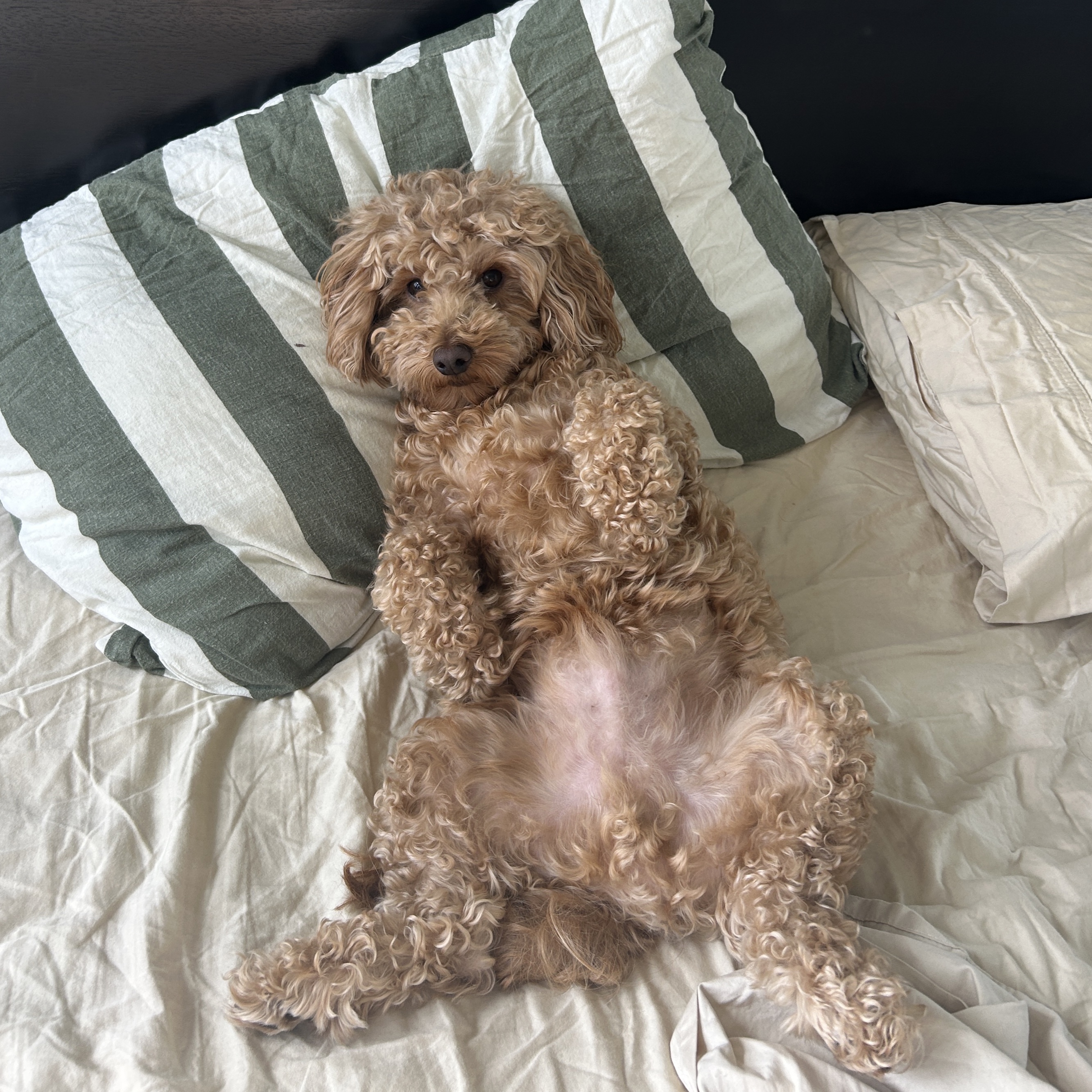 Toffee