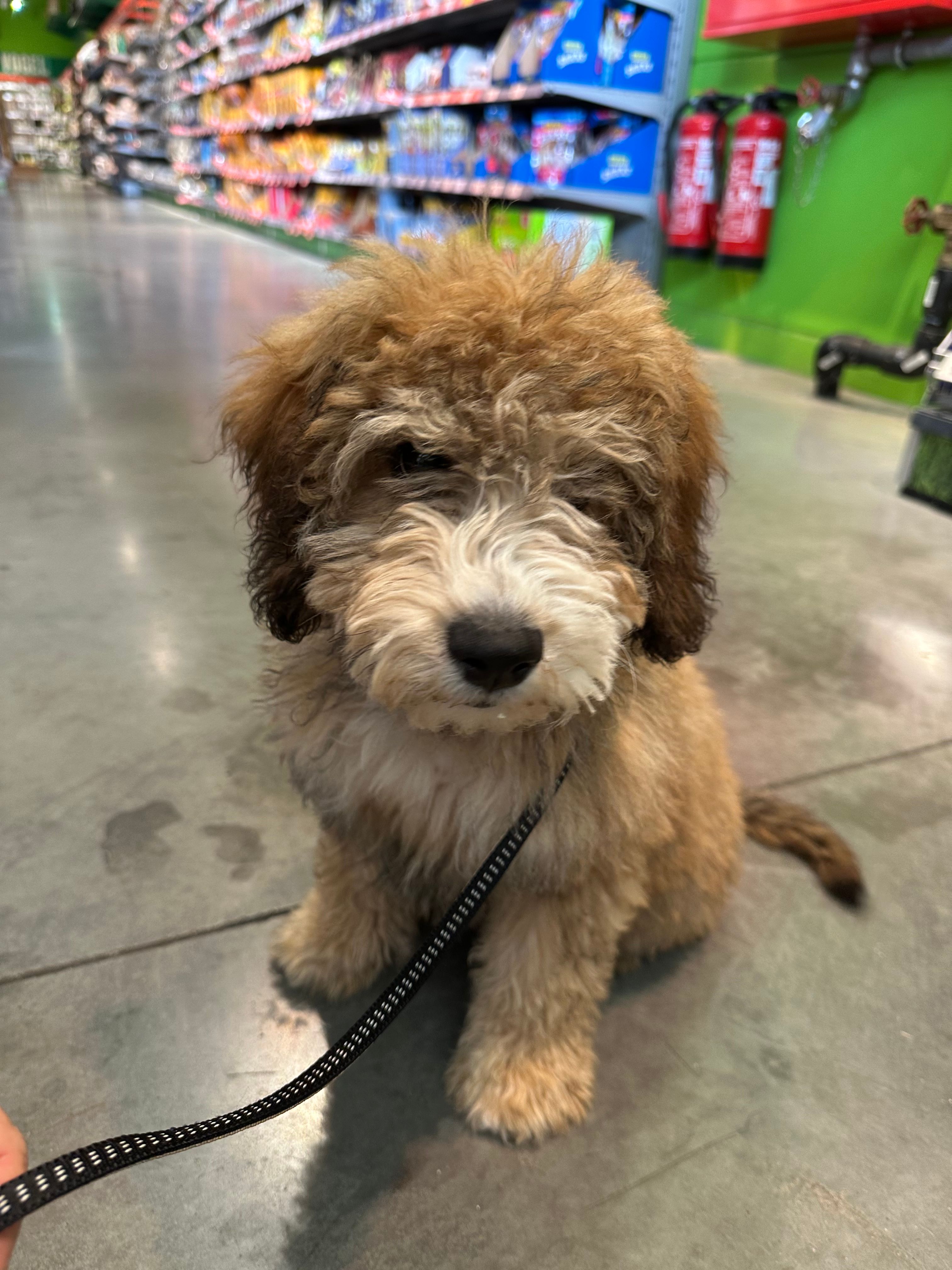 image-7