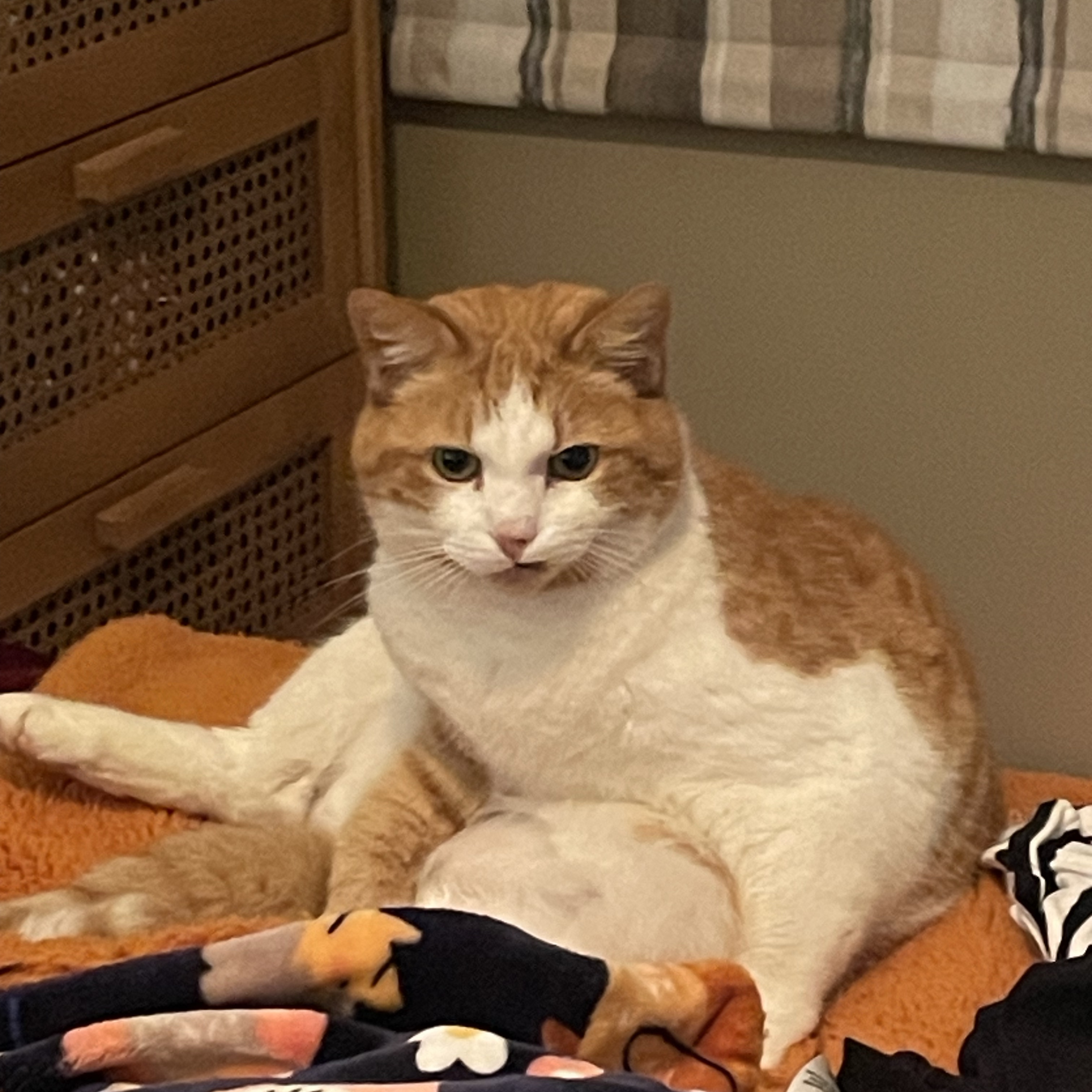 Ozzie