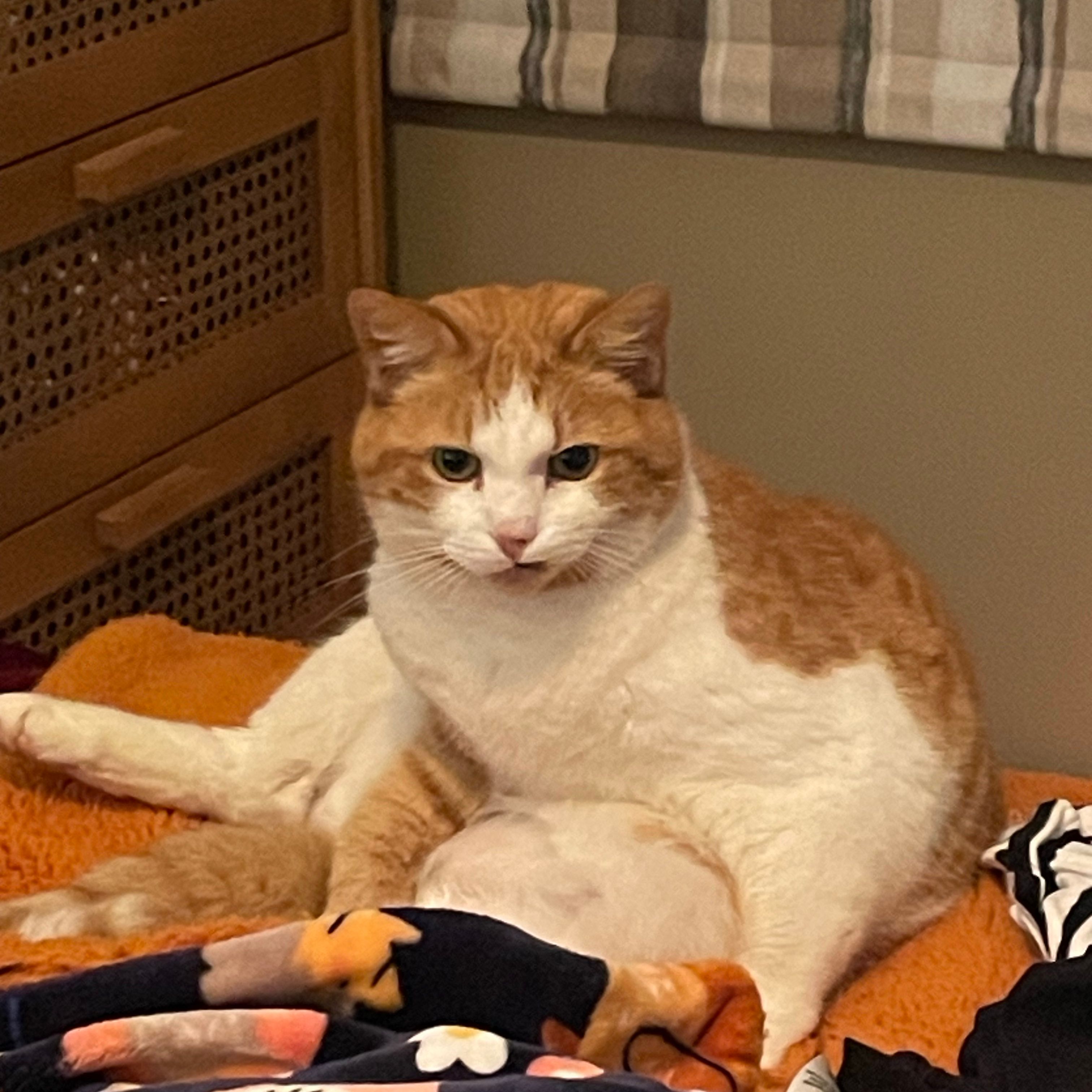 Ozzie