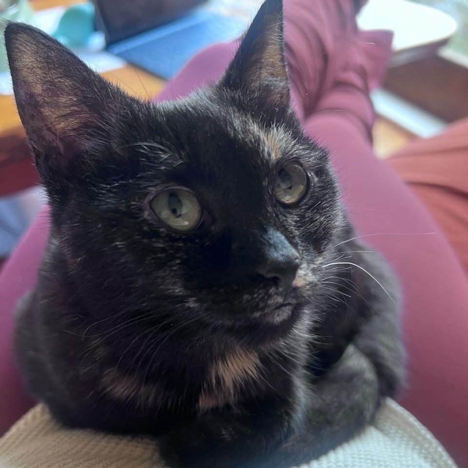 BonBon