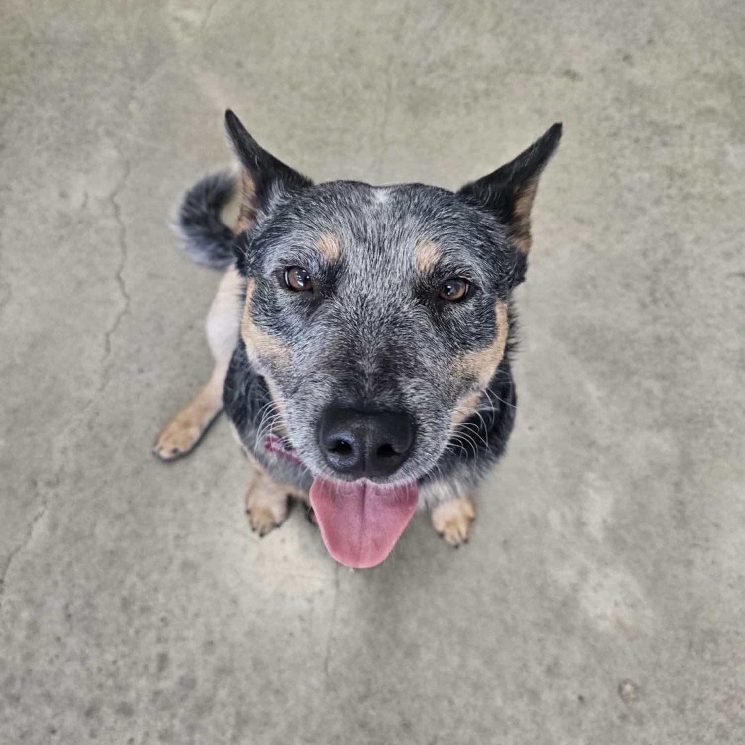 Bruno 