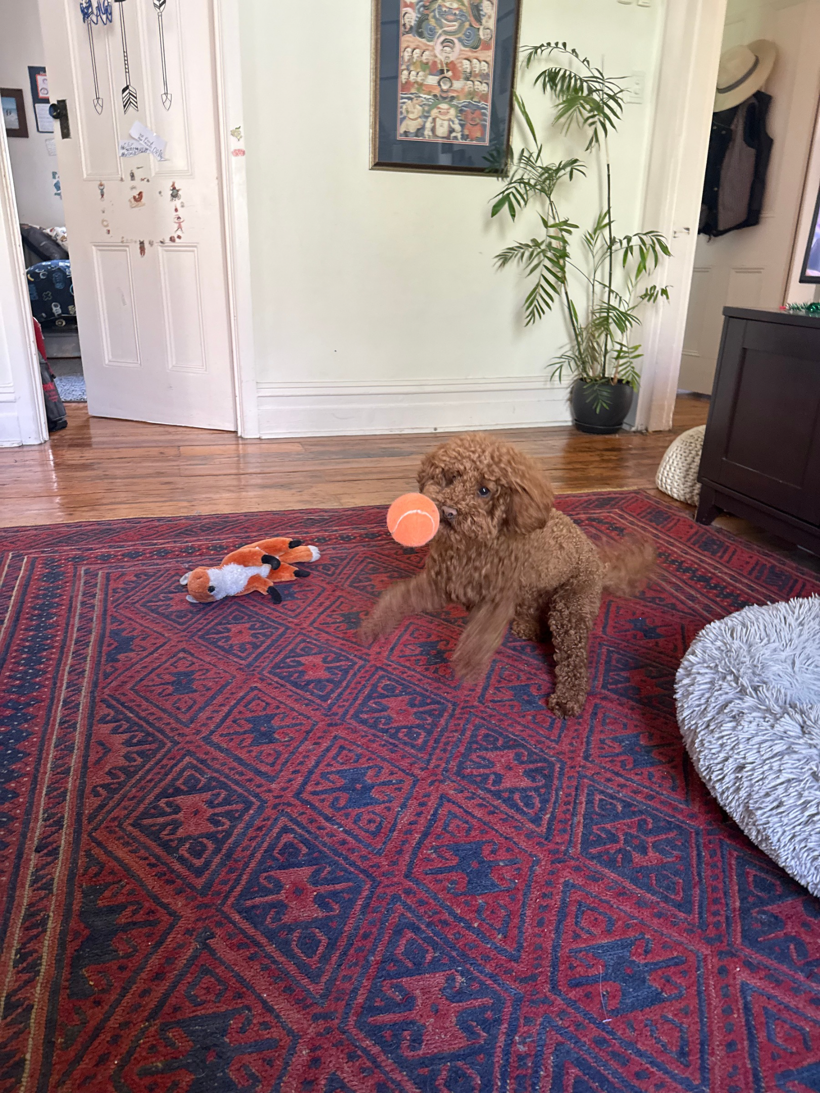 image-19