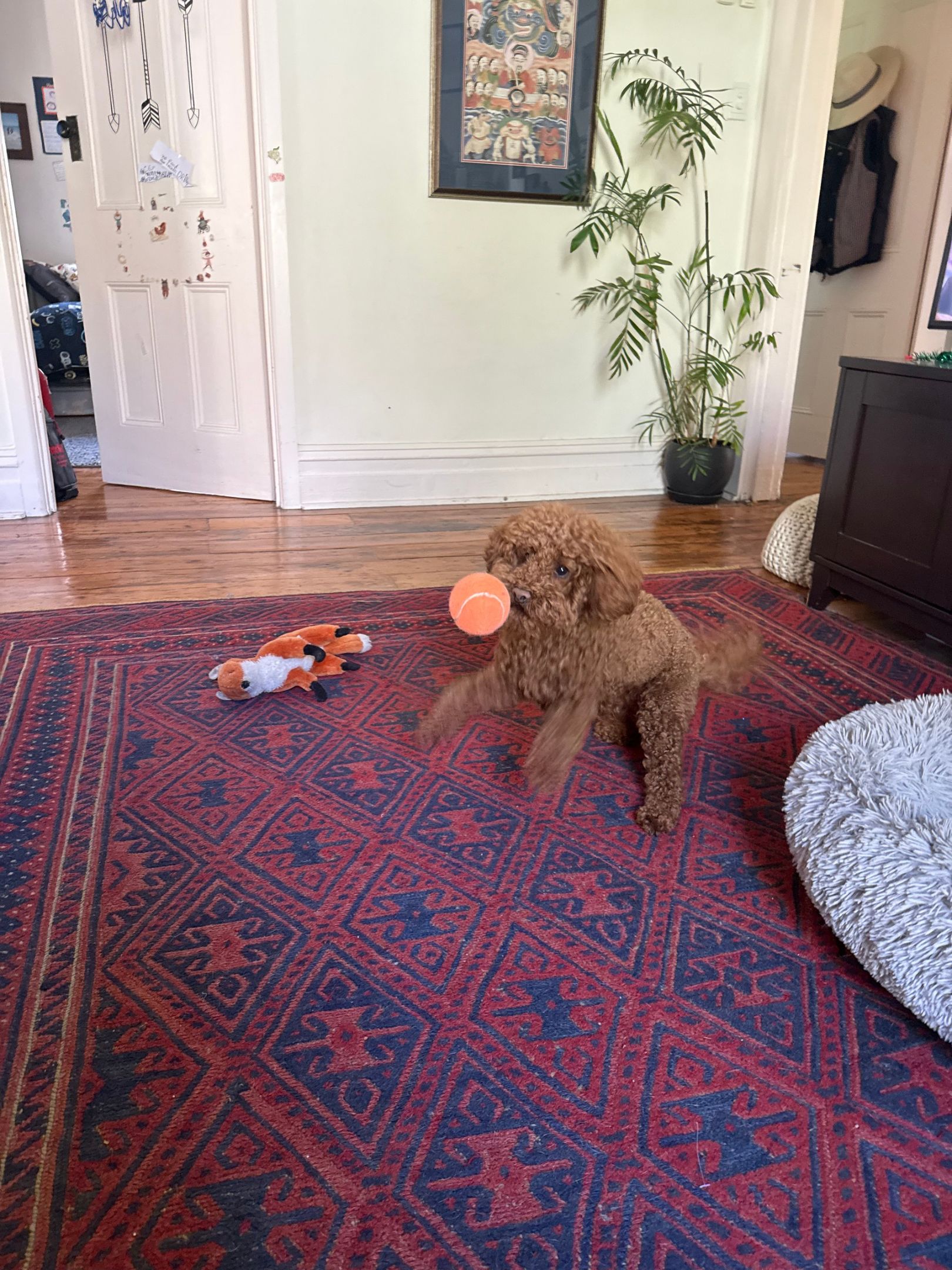 image-19