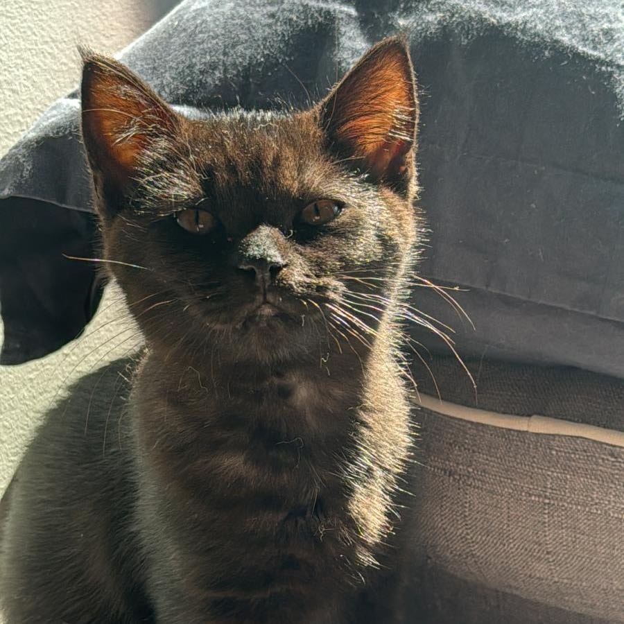 Bonnie