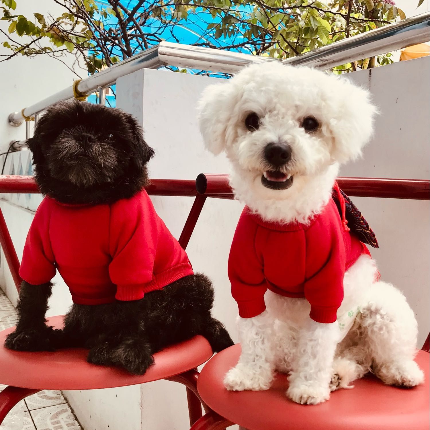 chip and mercy