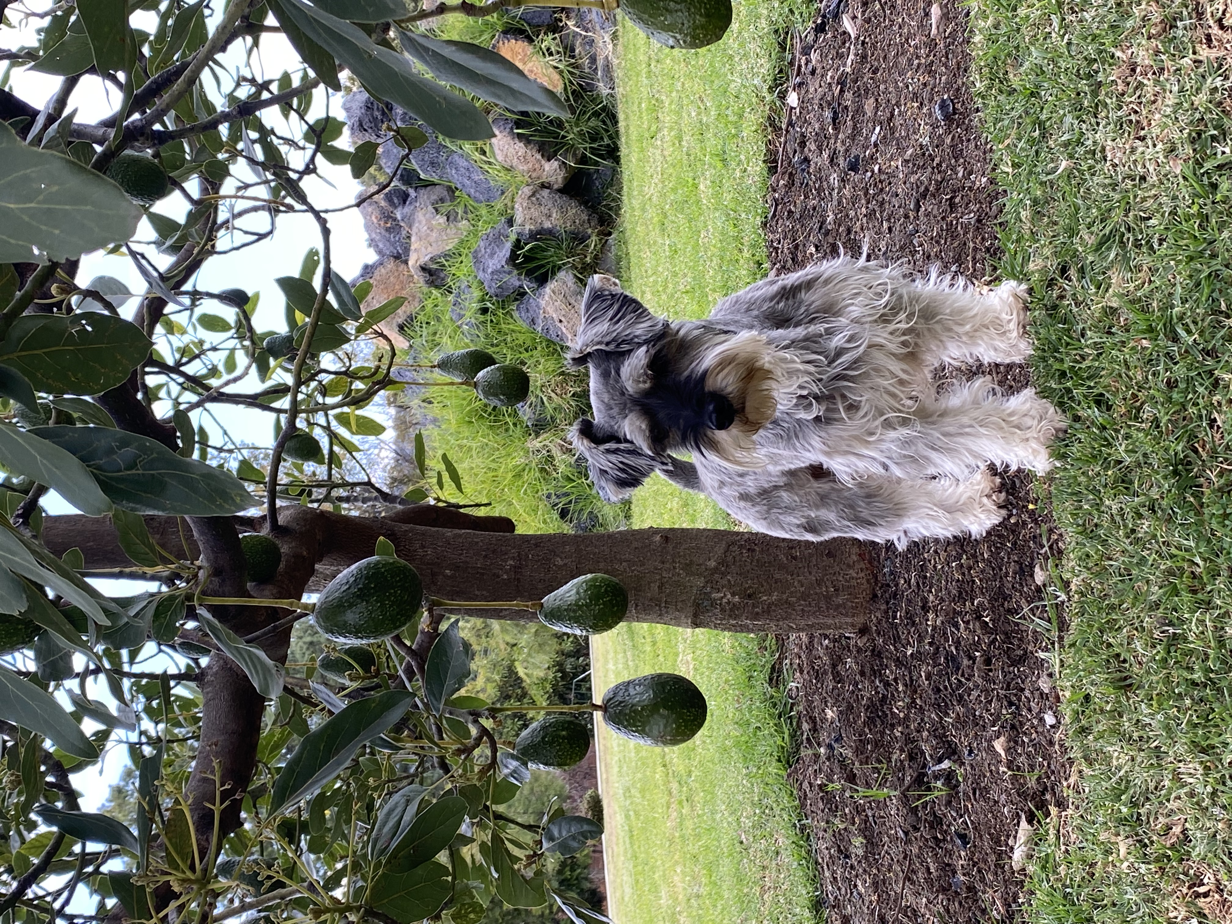 image-2