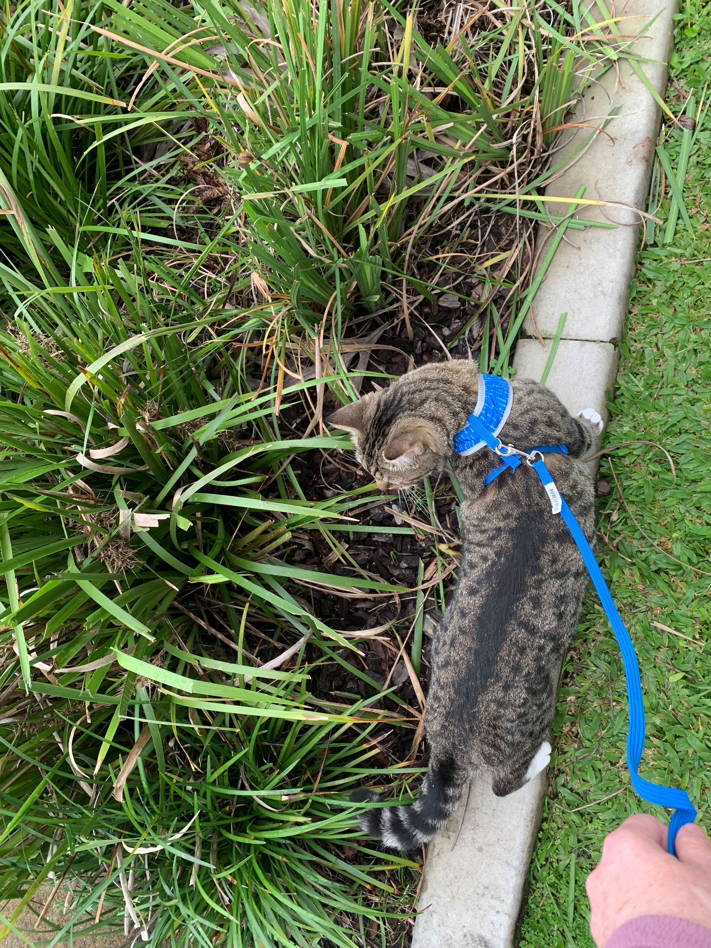 image-7