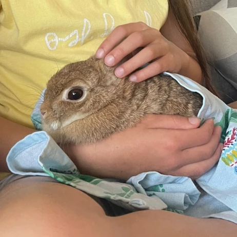 Cinnamon