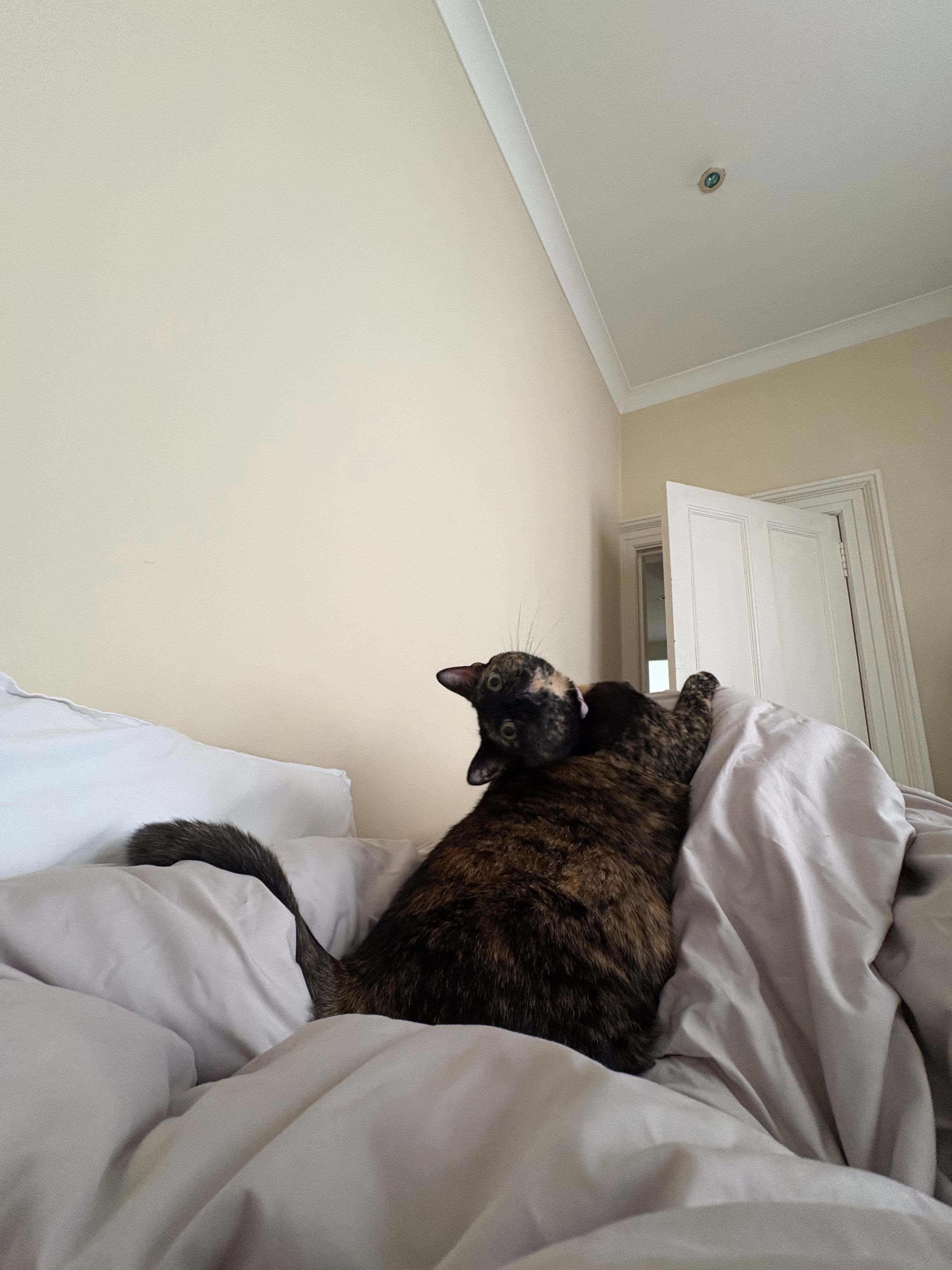 image-7
