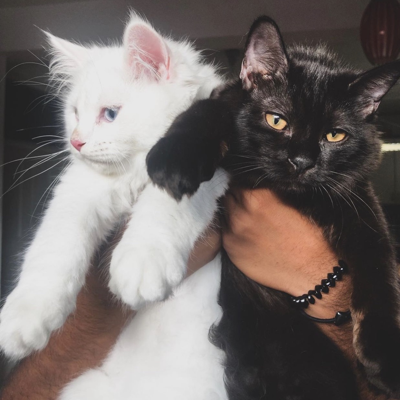 Mulan and Mufasa 