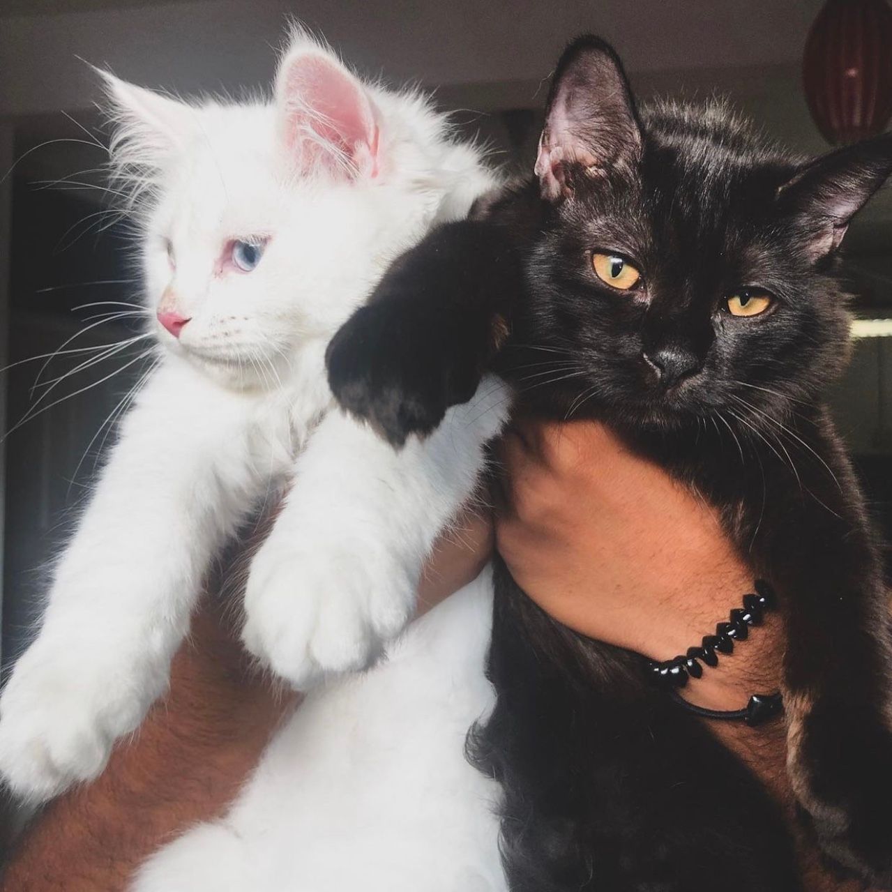 Mulan and Mufasa