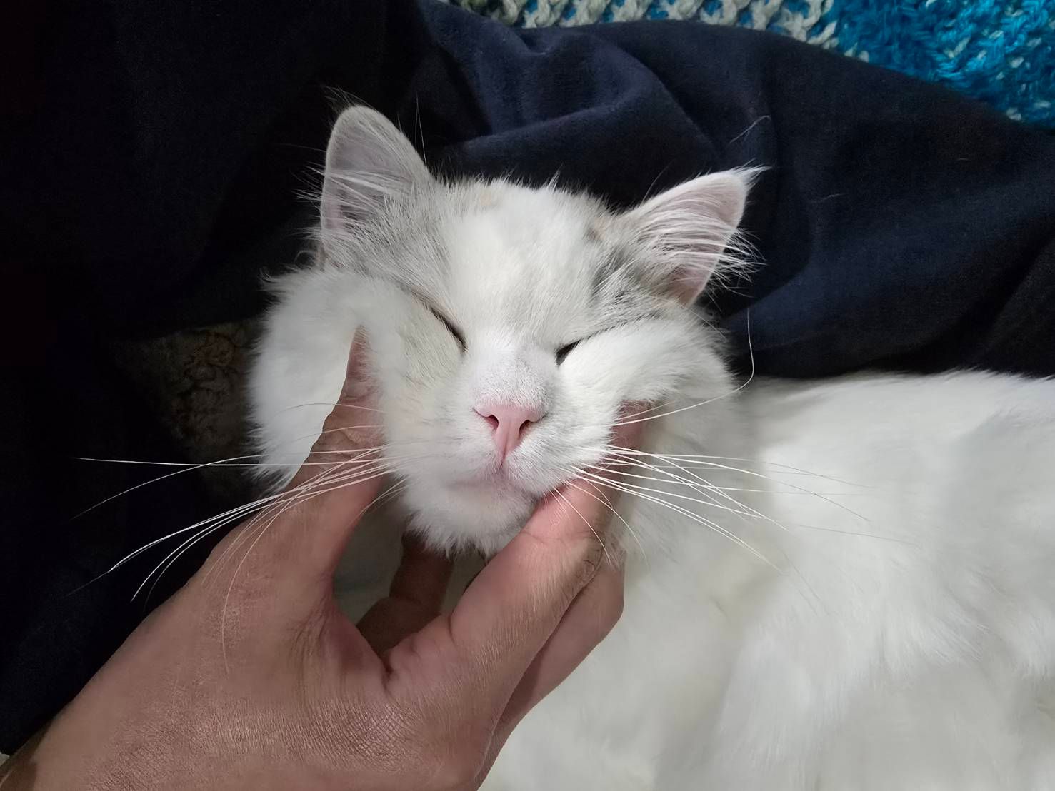 image-11