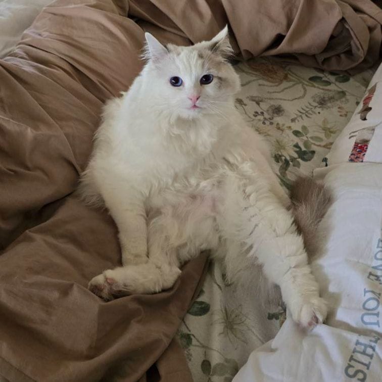 Mimi