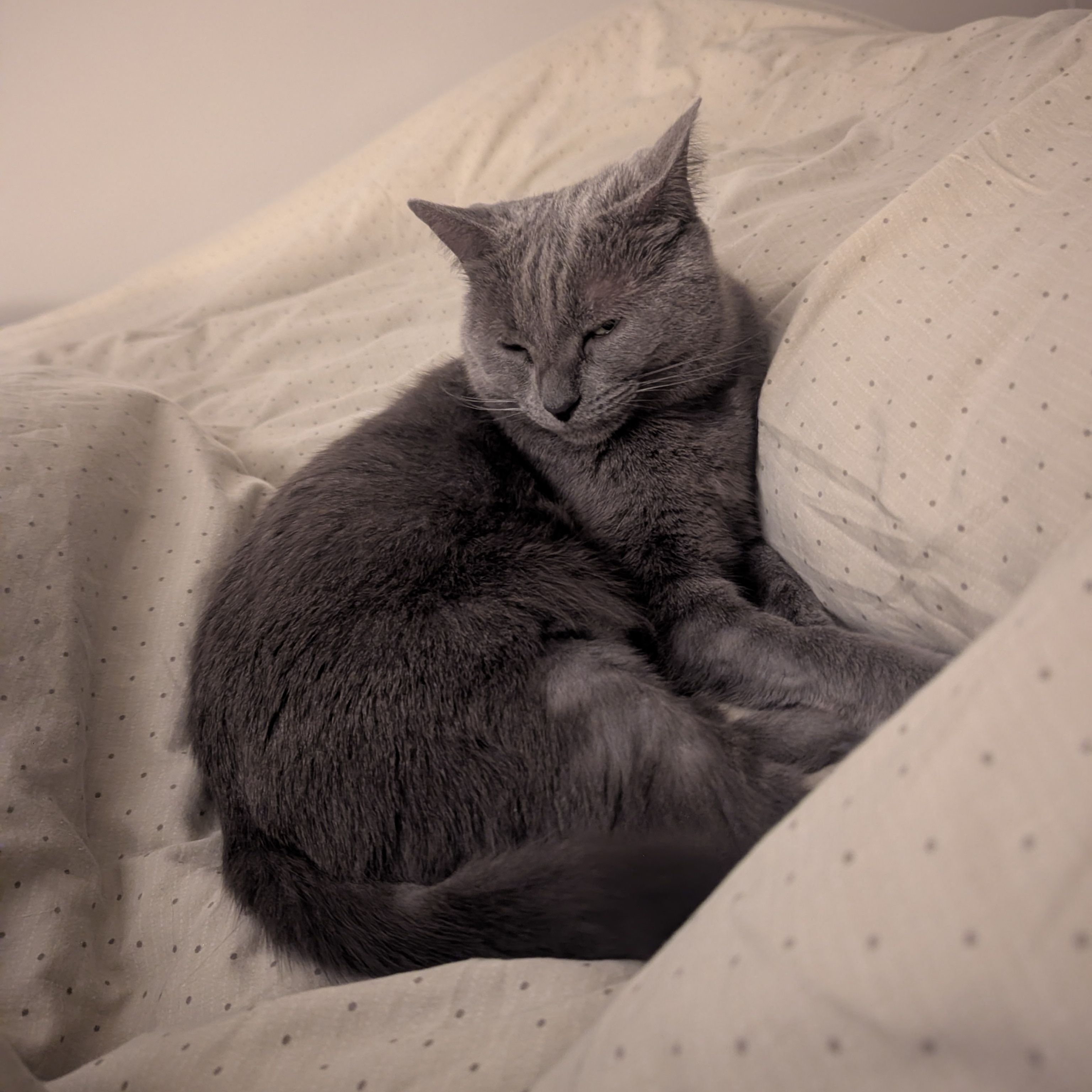 Nora