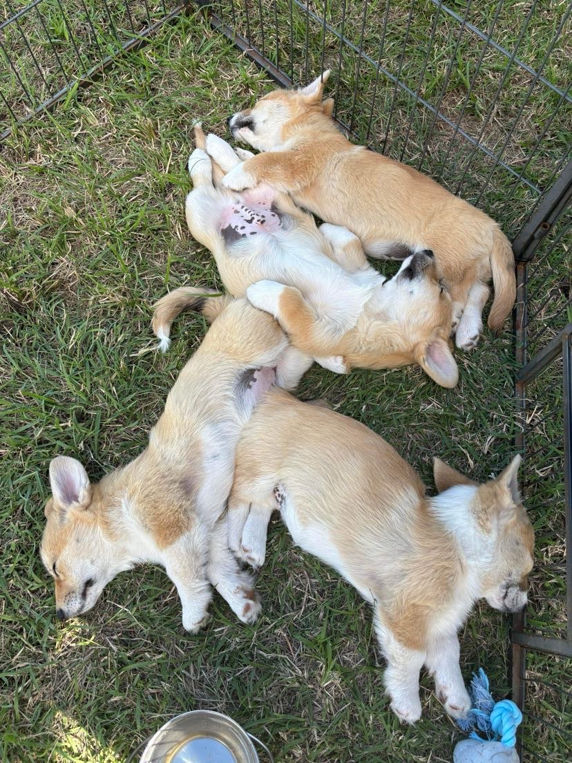 image-7