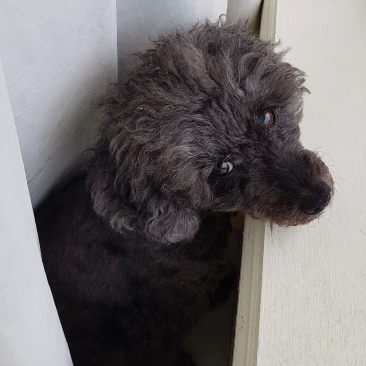 Teddy