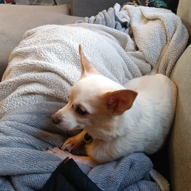 Cocoa