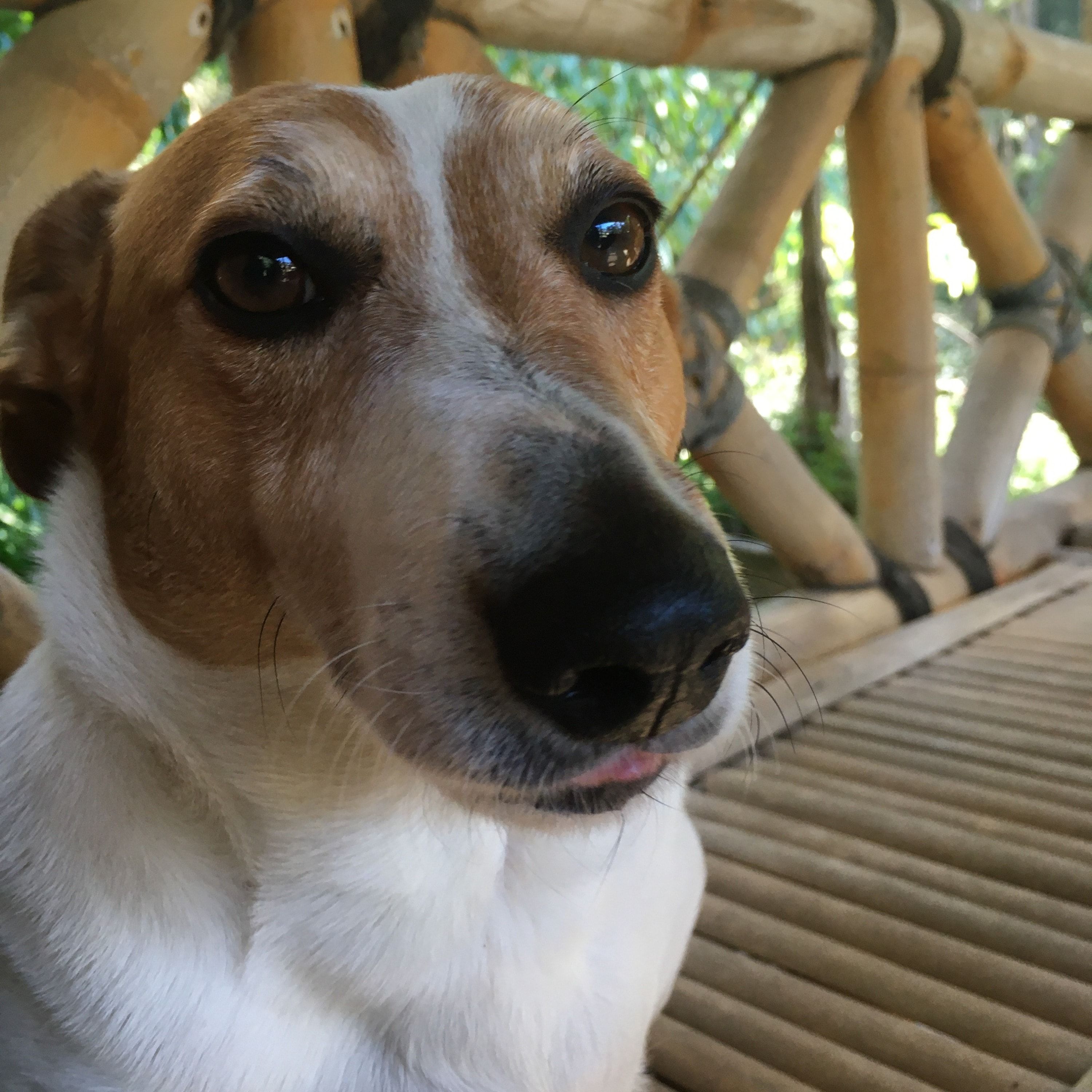 Max