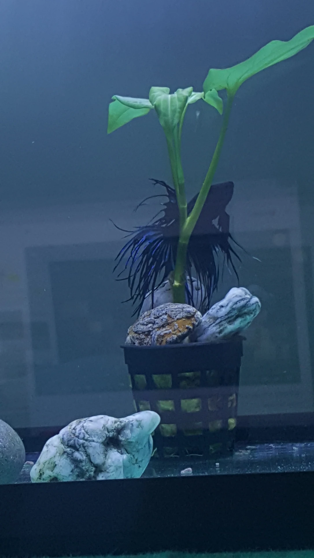 image-6