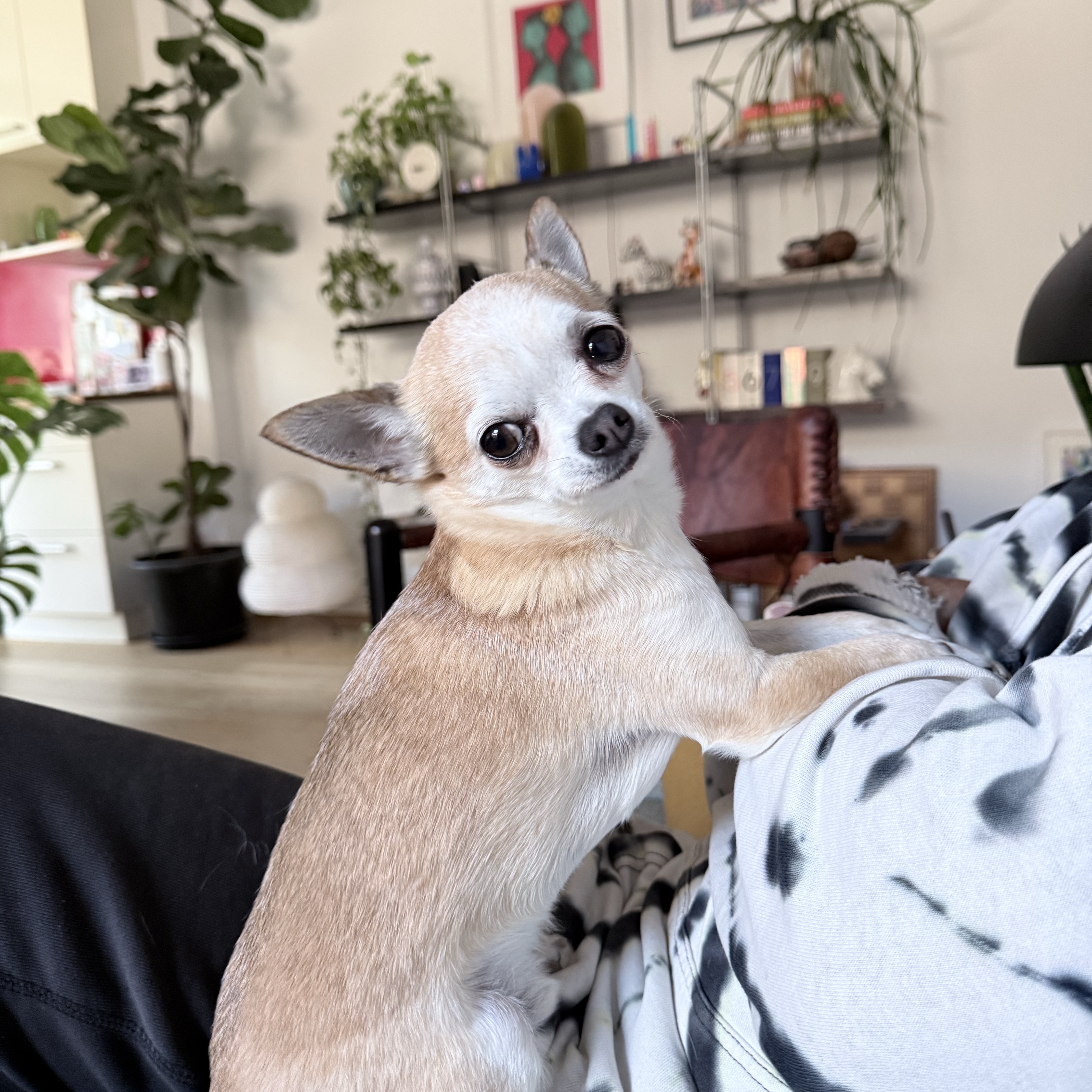 Mateo