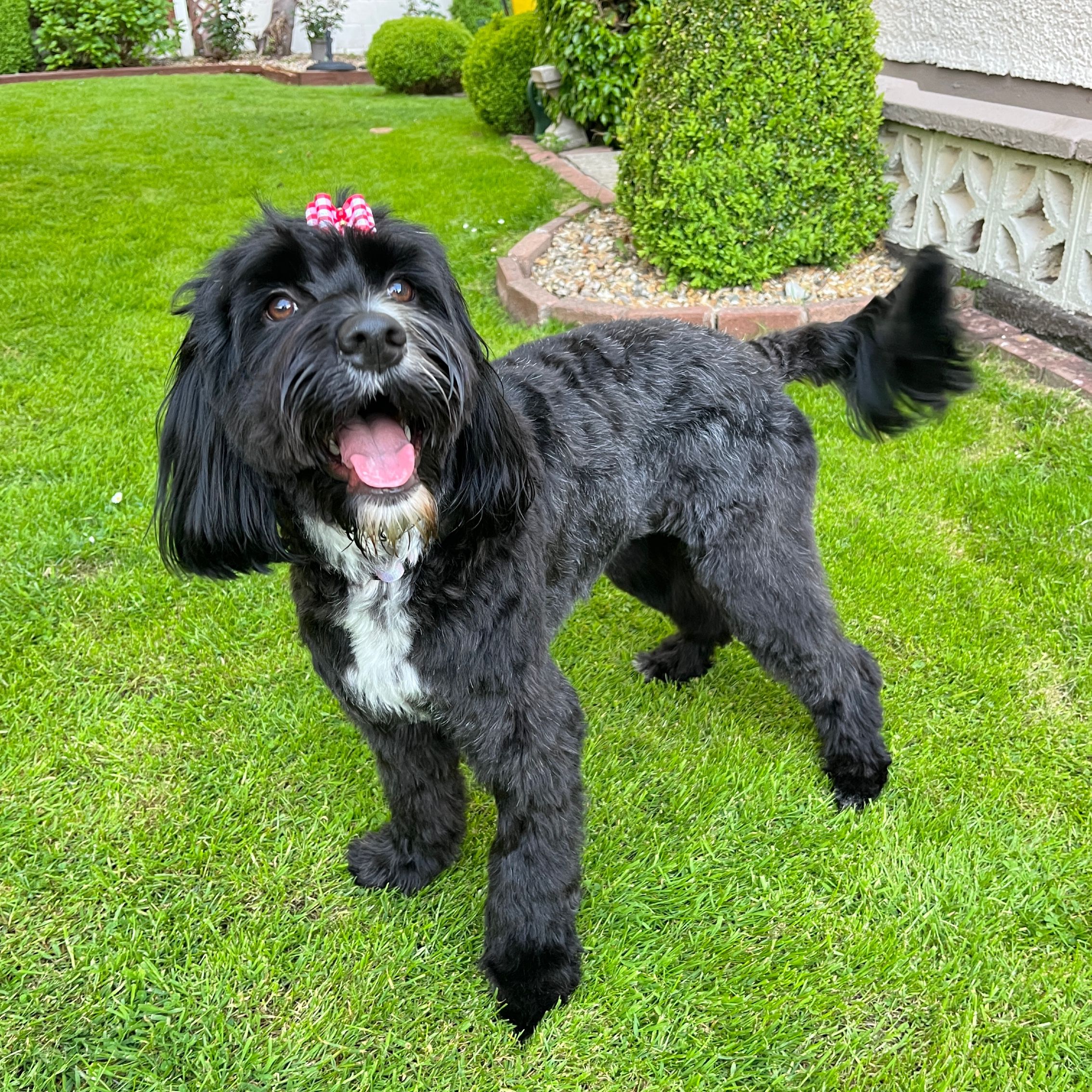 Maisie🐶🐾🩷