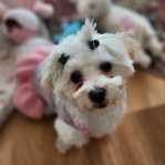 Lilly