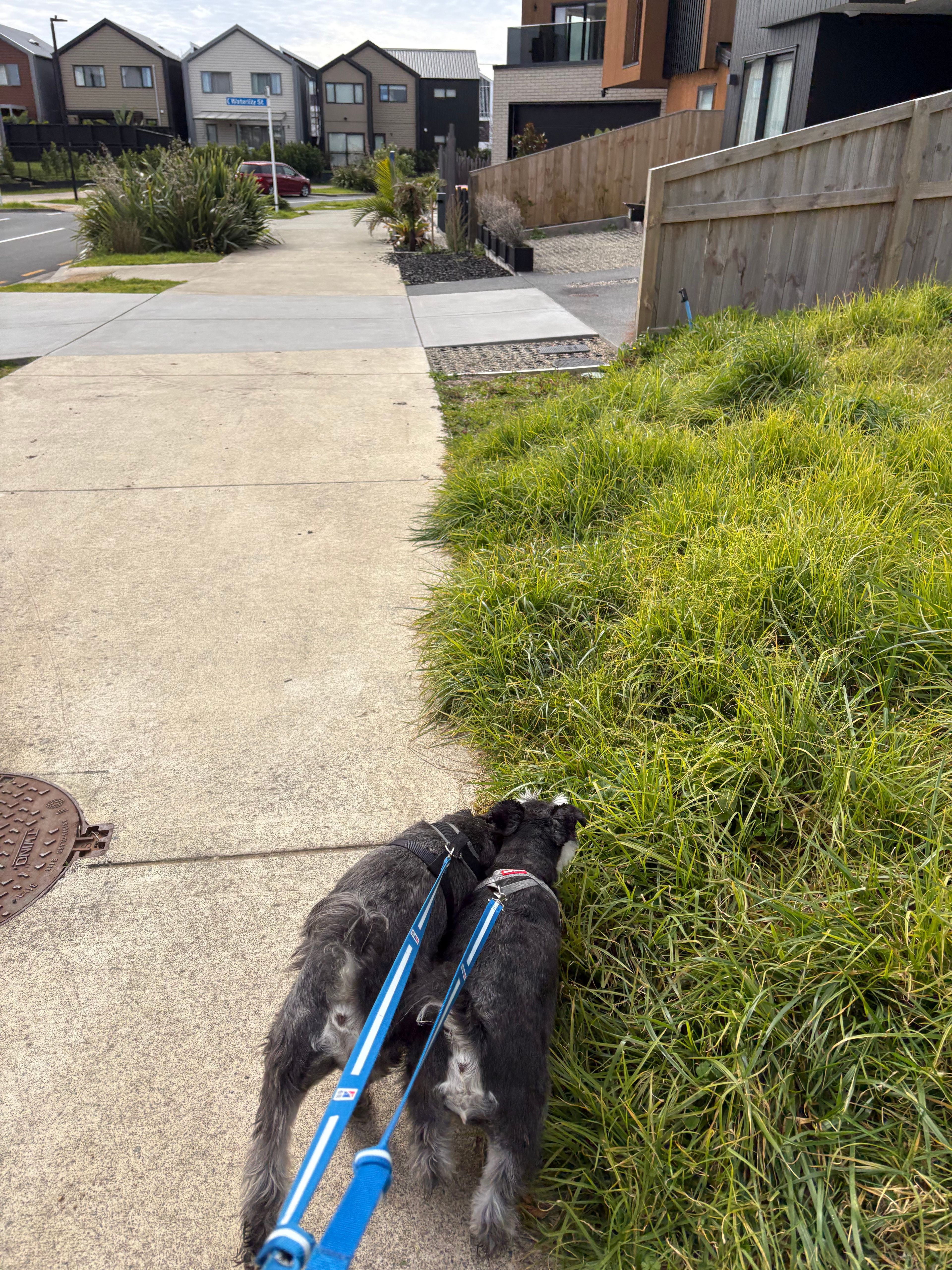 image-15
