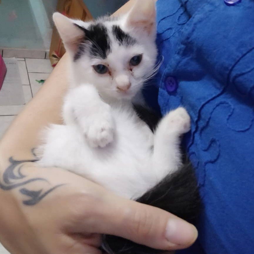 Cat  from shelter 