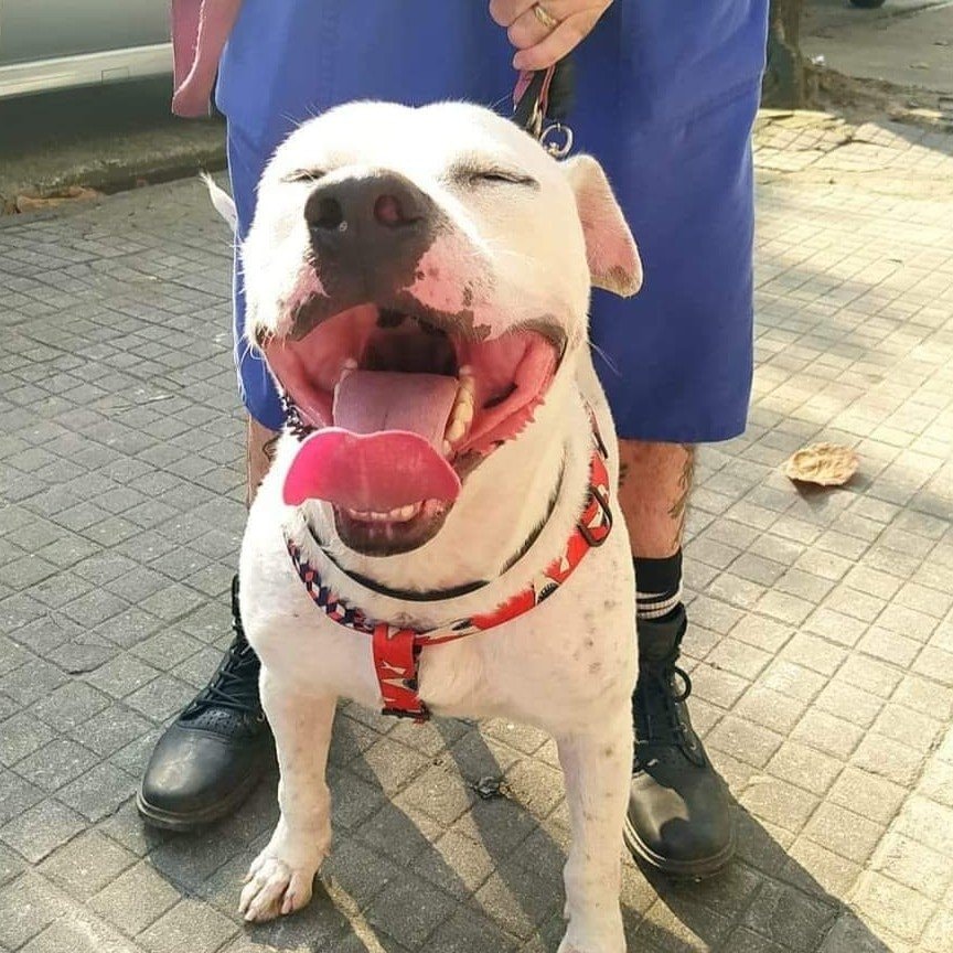 Pitbull from the shelther