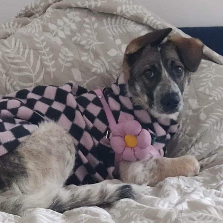 My cousin's dog ( Bonnie)