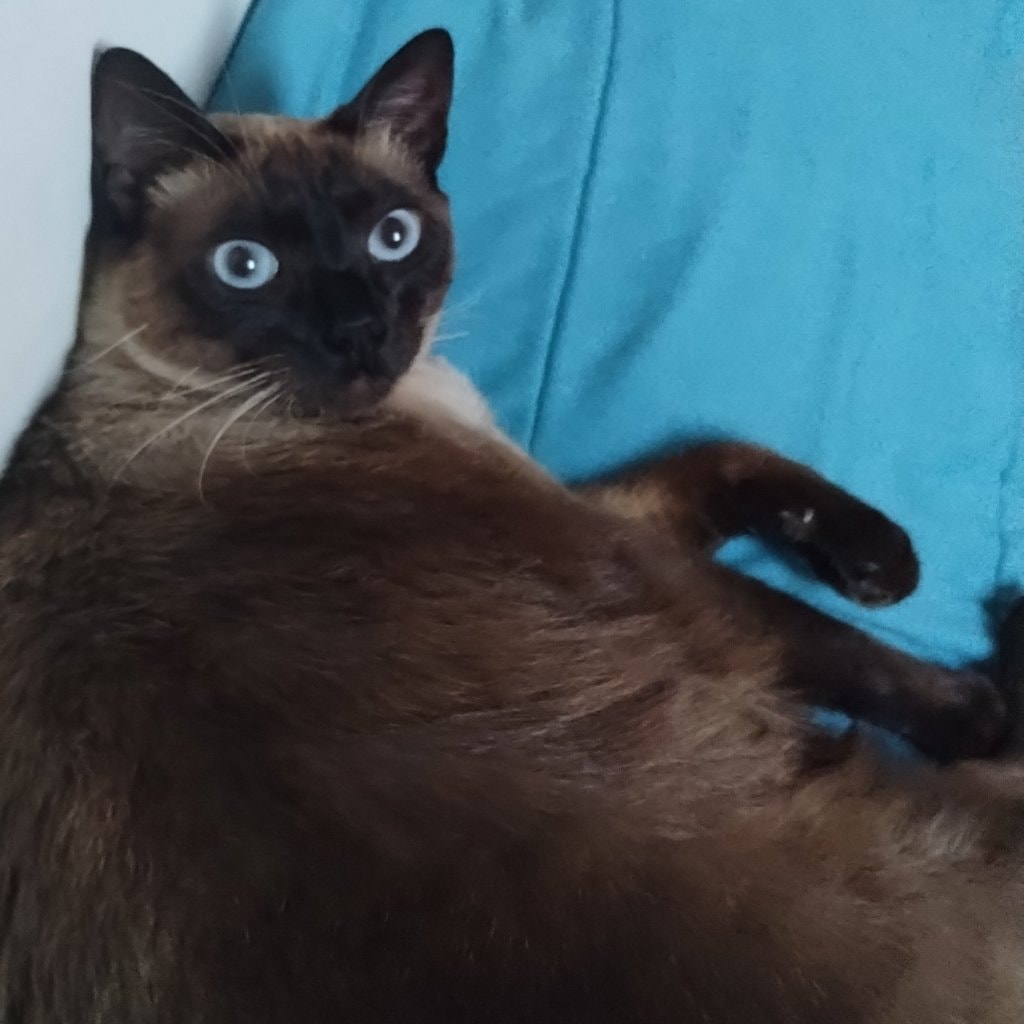 Gato