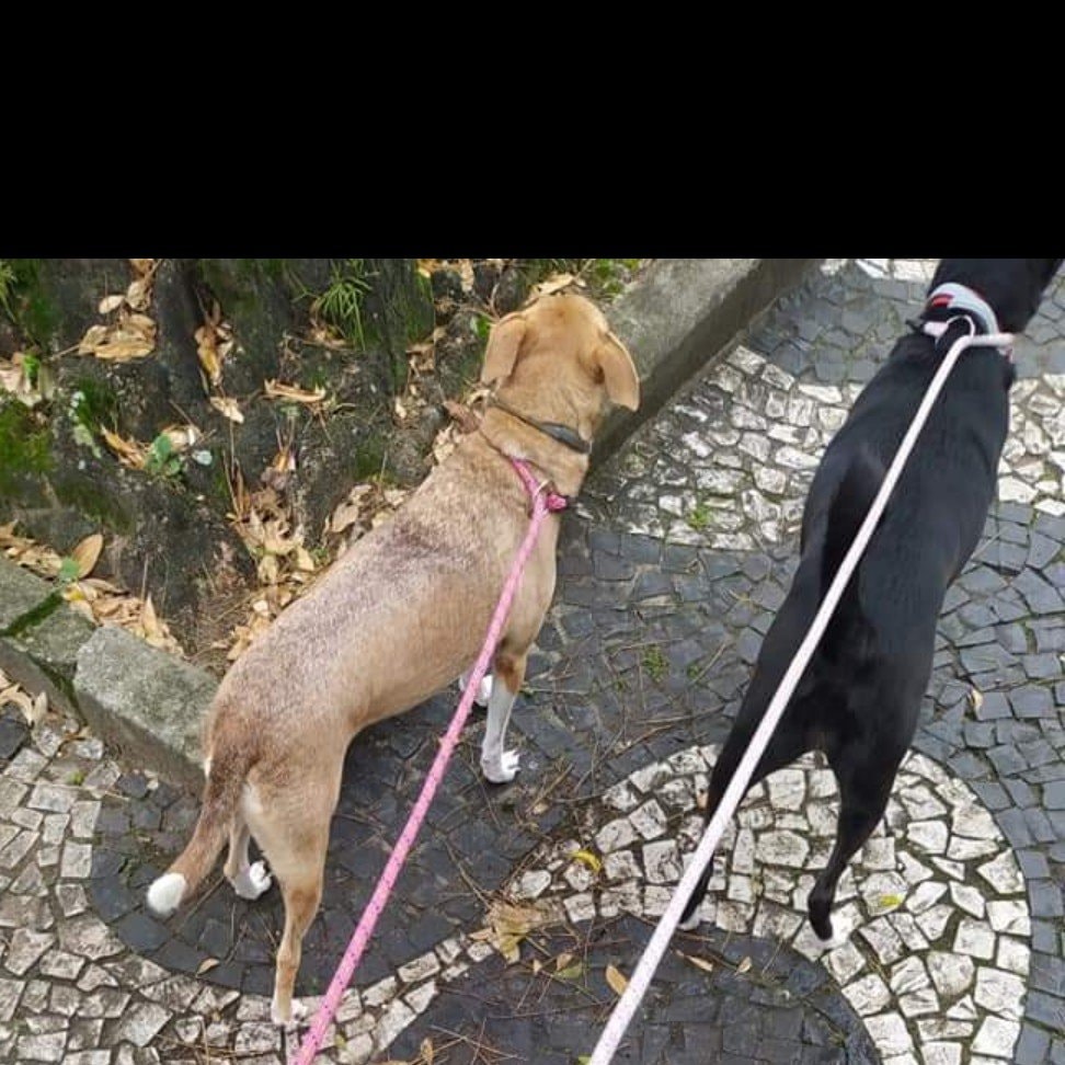 Dogs from the shelter 