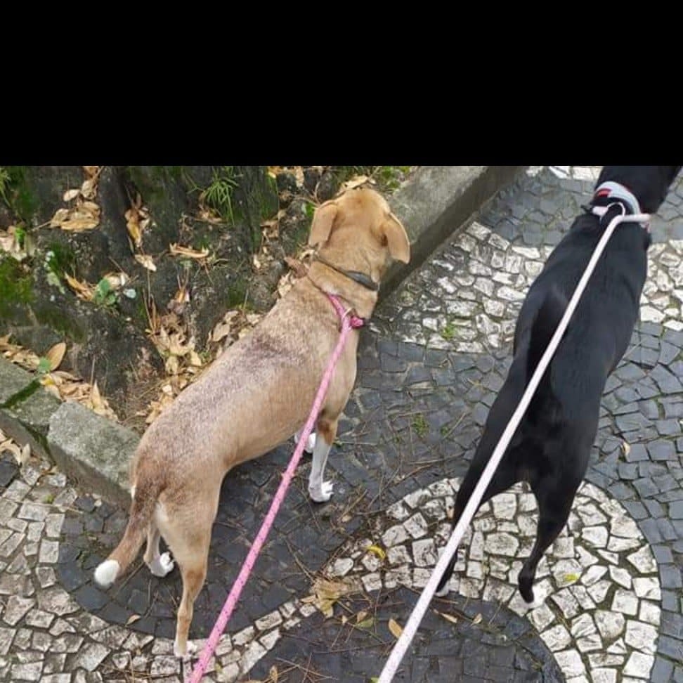 Dogs from the shelter